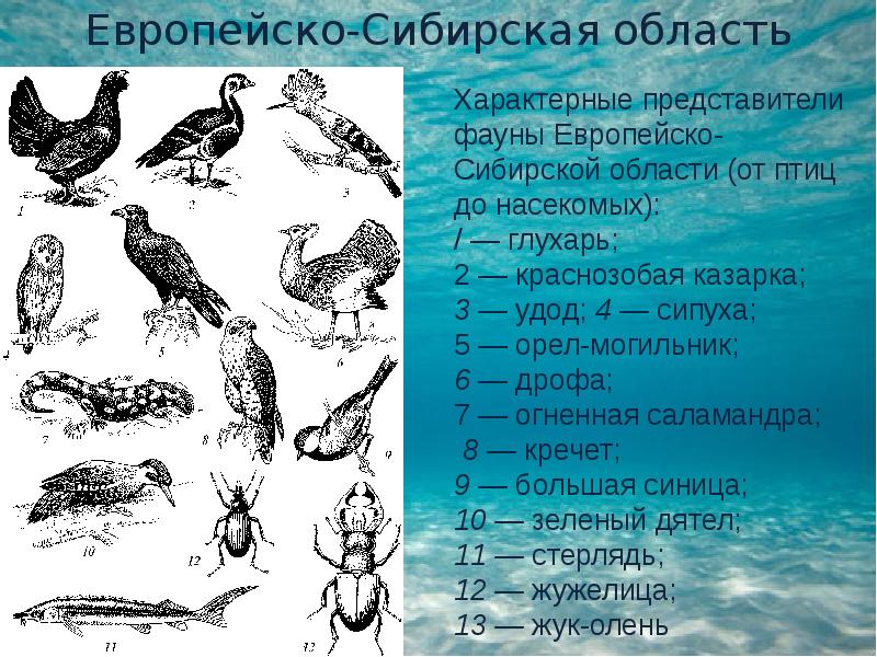 Представители фауны. Европейско-Сибирская область фауна. Характерные представители. Европейско Сибирская подобласть.