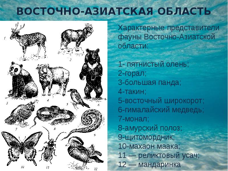 Основные представители животных. Экологические группы млекопитающих. Основные представители животных. Многообразие отрядов млекопитающих. Млекопитающие животные.