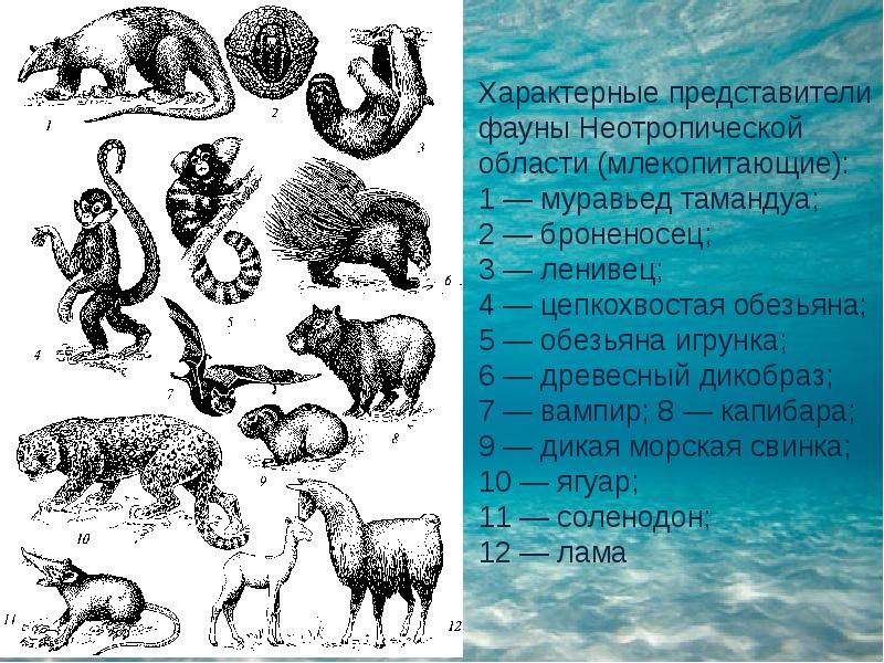 Типичный представитель. Флора и фауна Неотропической области. Характерные животные Неотропической области. Представители фауны. Неотропическя область Фаун.