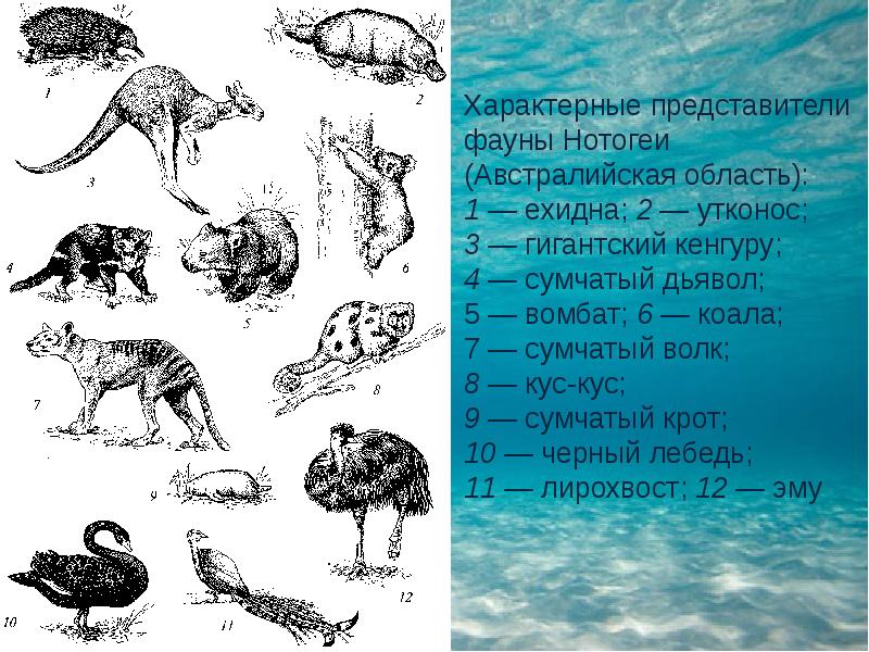 Австралийское царство презентация