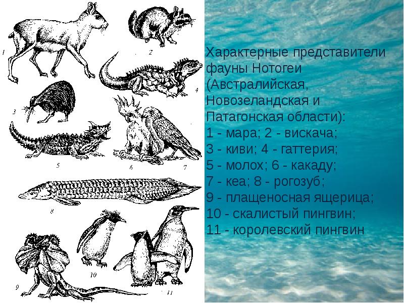 Характерные представители. Представители фауны. Типичные представители фауны. Патагонская область фауна. Представители фауны Австралии.