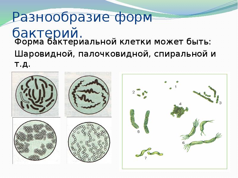 Бактерии названия. Шаровидные и палочковидные формы бактерий. Формы бактерий 5 класс биология. Формы бактерий палочковидные гамма-.