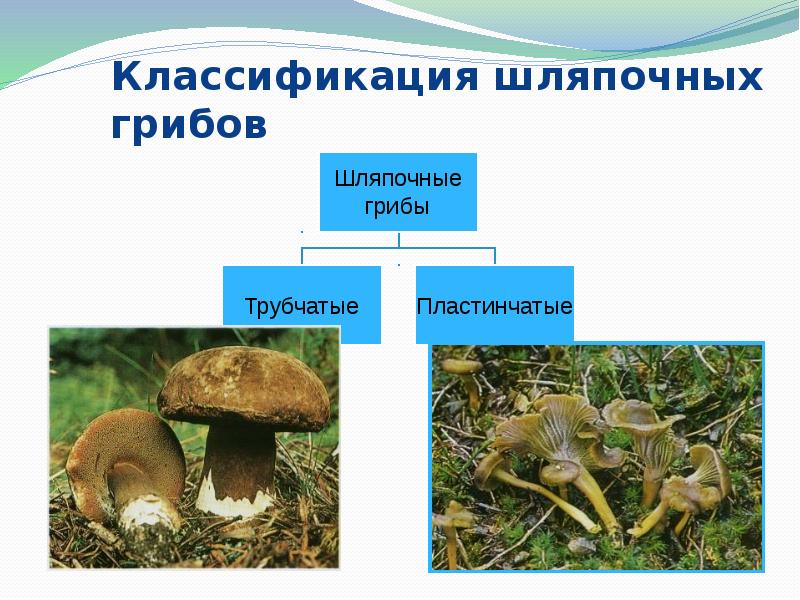 Грибы среда. Классификация шляпочных грибов. Шляпочные грибы классификация. Представители шляпочных грибов. Систематика шляпочных грибов.