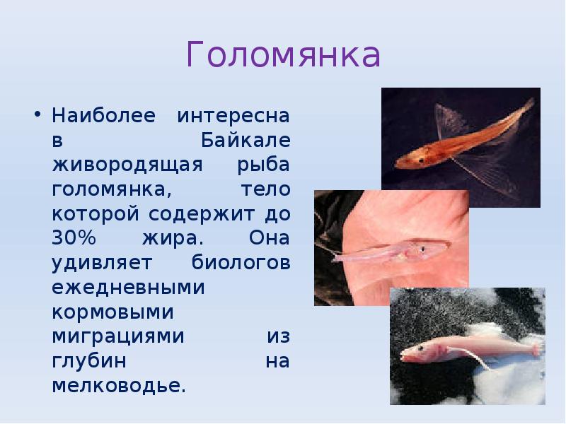Голомянка
Наиболее интересна в Байкале живородящая рыба голомянка, тело которой содержит Голомянка
Наиболее интересна в Байкале живородящая рыба голомянка, тело которой содержит
