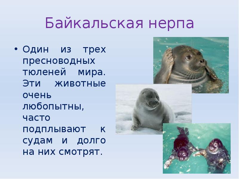 Байкальская нерпа
Один из трех пресноводных тюленей мира. Эти животные очень Байкальская нерпа
Один из трех пресноводных тюленей мира. Эти животные очень