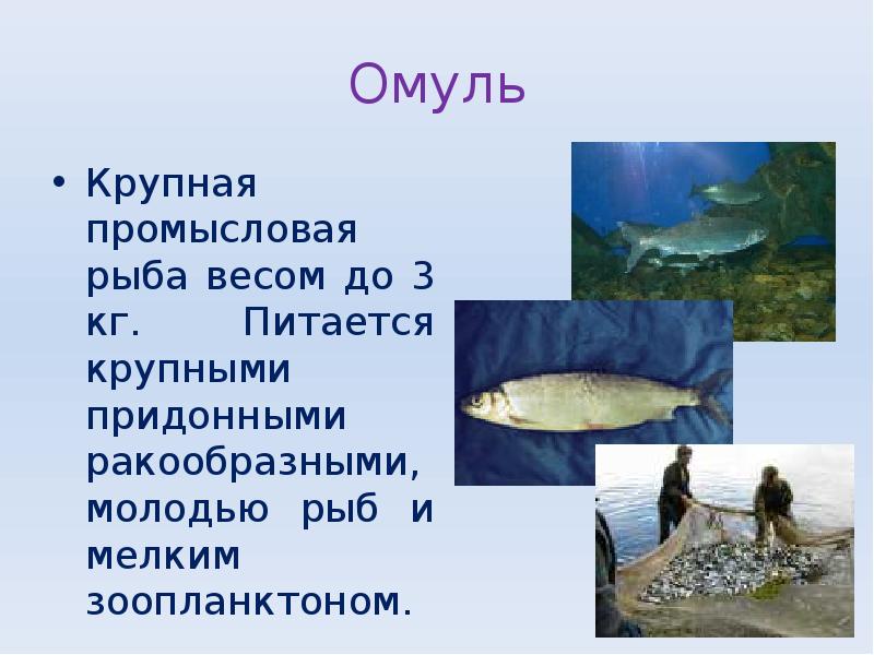 Омуль
Крупная промысловая рыба весом до 3 кг. Питается крупными придонными Омуль
Крупная промысловая рыба весом до 3 кг. Питается крупными придонными