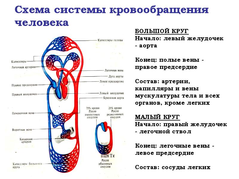 Кровеносная система человека схема круги кровообращения картинки с подписями