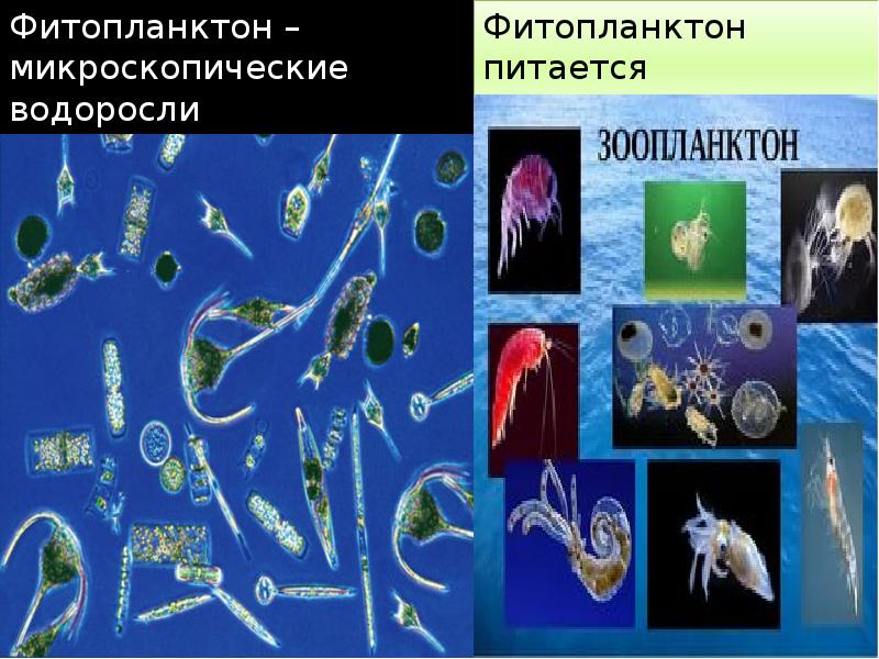 Фитопланктон образован