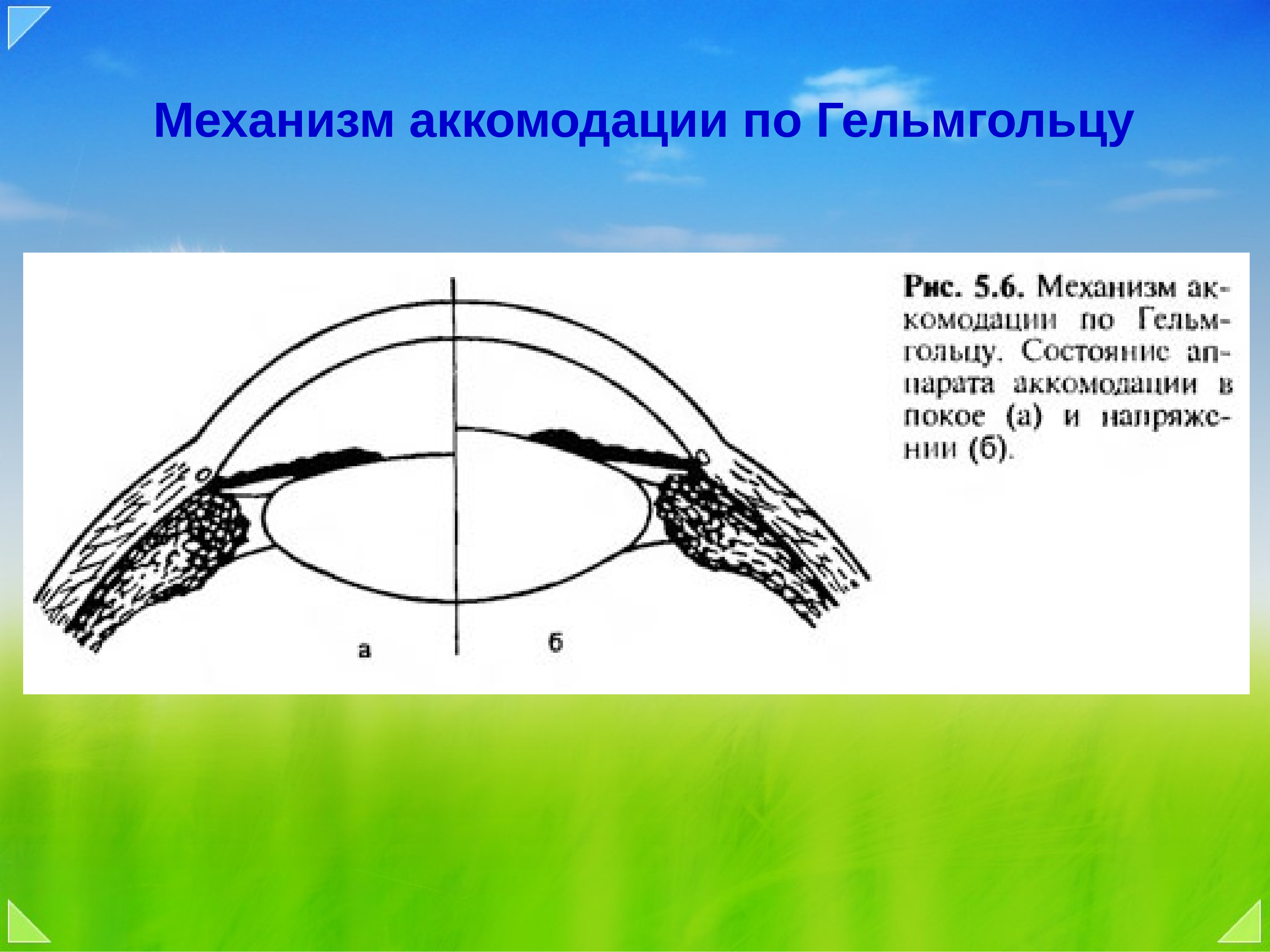 Клиническая рефракция аккомодация. Механизм аккомодации по Гельмгольцу. Аккомодация глаза и ее механизм. Аккомодация по Гельмгольцу - это.... Механизм аккомодации схема.