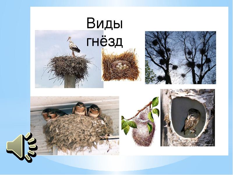Гнезда птиц названия. Гнезда разных птиц. Типы птичьих гнезд. Разнообразие гнезд птиц. Гнезда разных видов птиц.