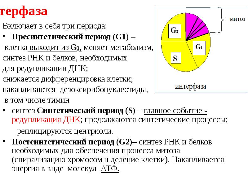 Процессы происходящие в интерфазе. Три периода интерфазы. Таблица клеточный цикл интерфаза. Пресинтетический период митоза. Периоды интерфазы митоза.