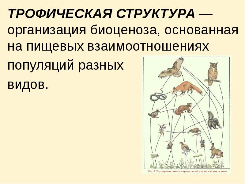 Презентация типы связей между организмами в биоценозе 9 класс