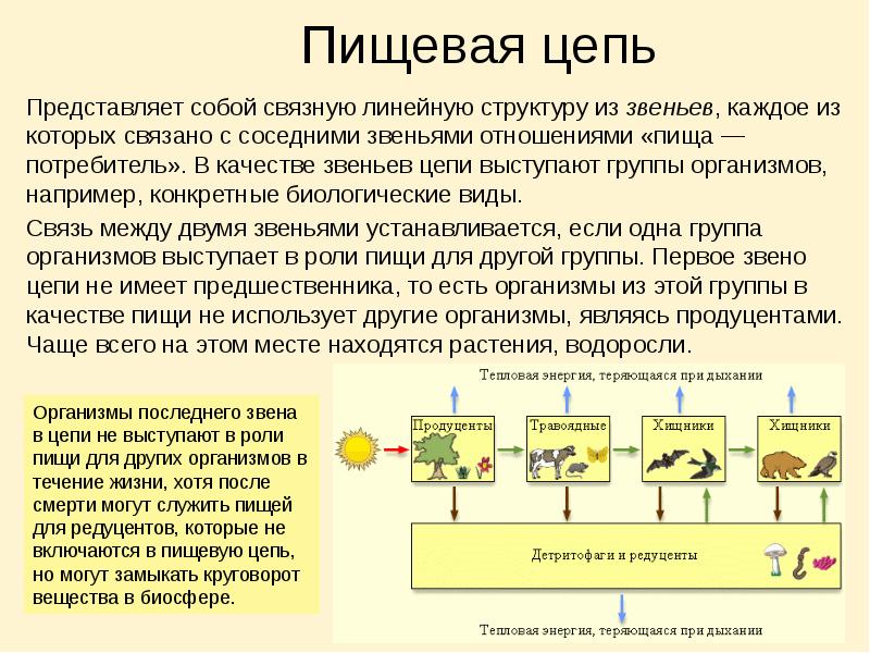 Поток энергии в экосистеме схема