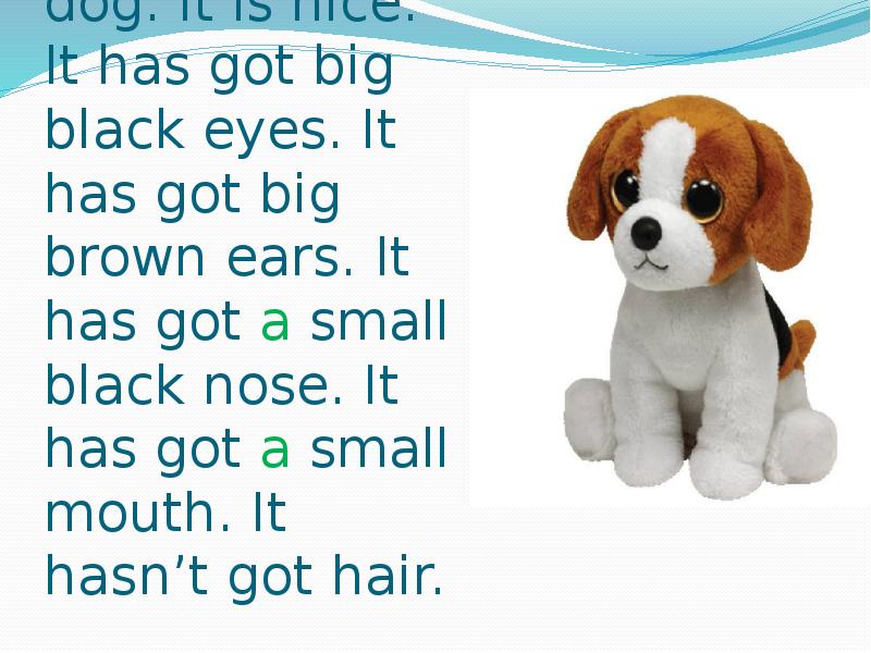 It s got a small. The Dog have или has got. My Dog has got или have got. It has got или it have got. Elephants have got или has got big Ears.