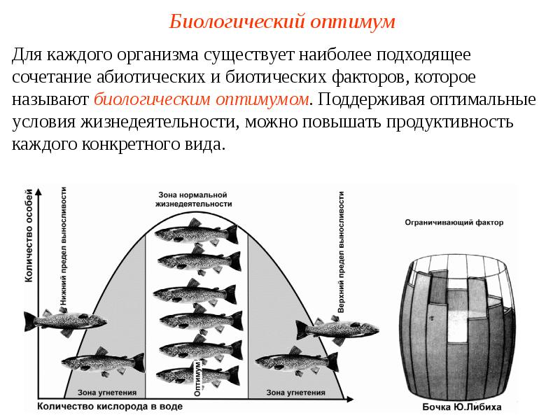 Закон оптимума презентация 9 класс