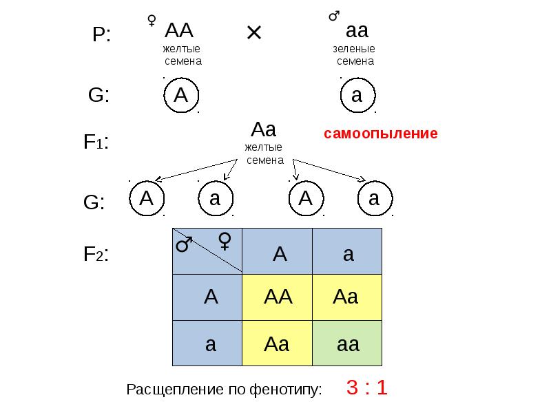 В f1 100 гетерозиготный генотип