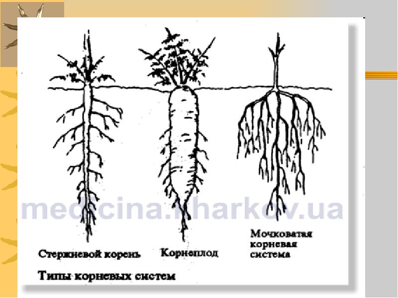 Типы корневых систем рисунок