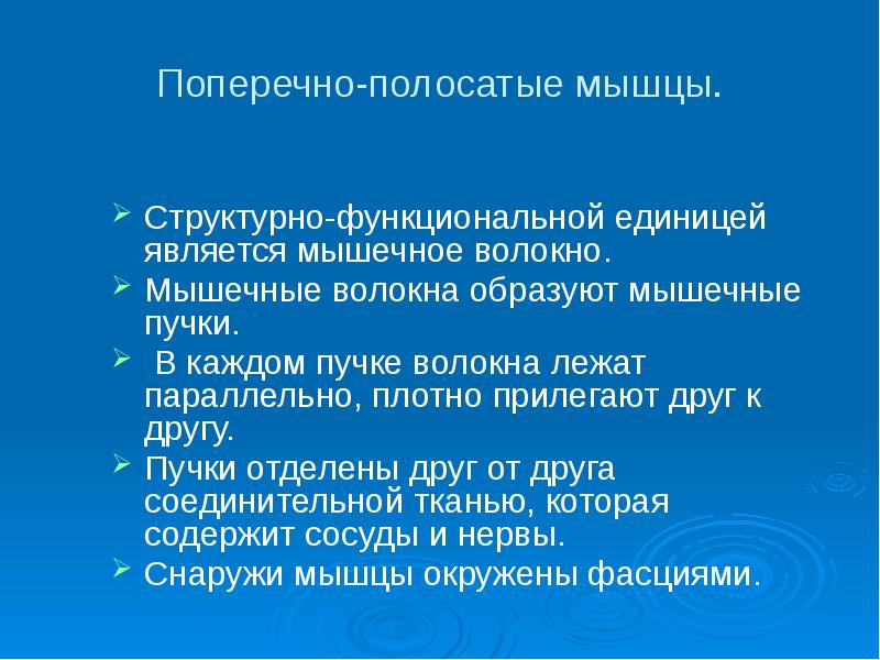 Функциональной единицей мышц является. Структурно-функциональной единицей скелетных мышц является.