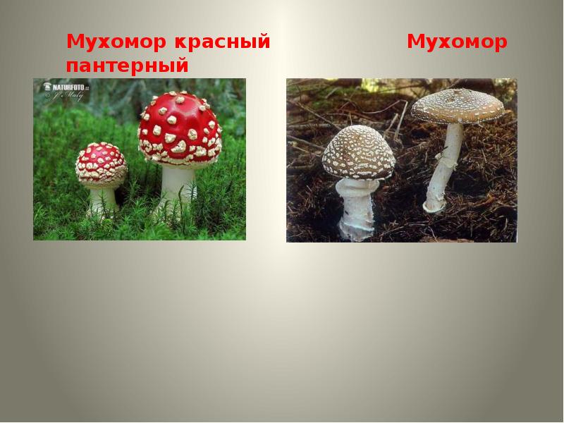 Ядовитые Грибы Фото И Название В России