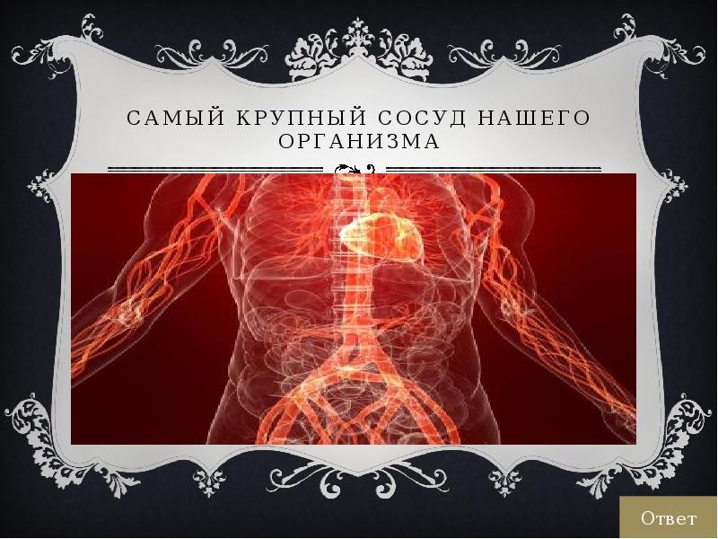 Самый крупный сосуд. Самый большой сосуд организма человека. Самый крупный сосуд человеческого тела. Самый большой сосуд.