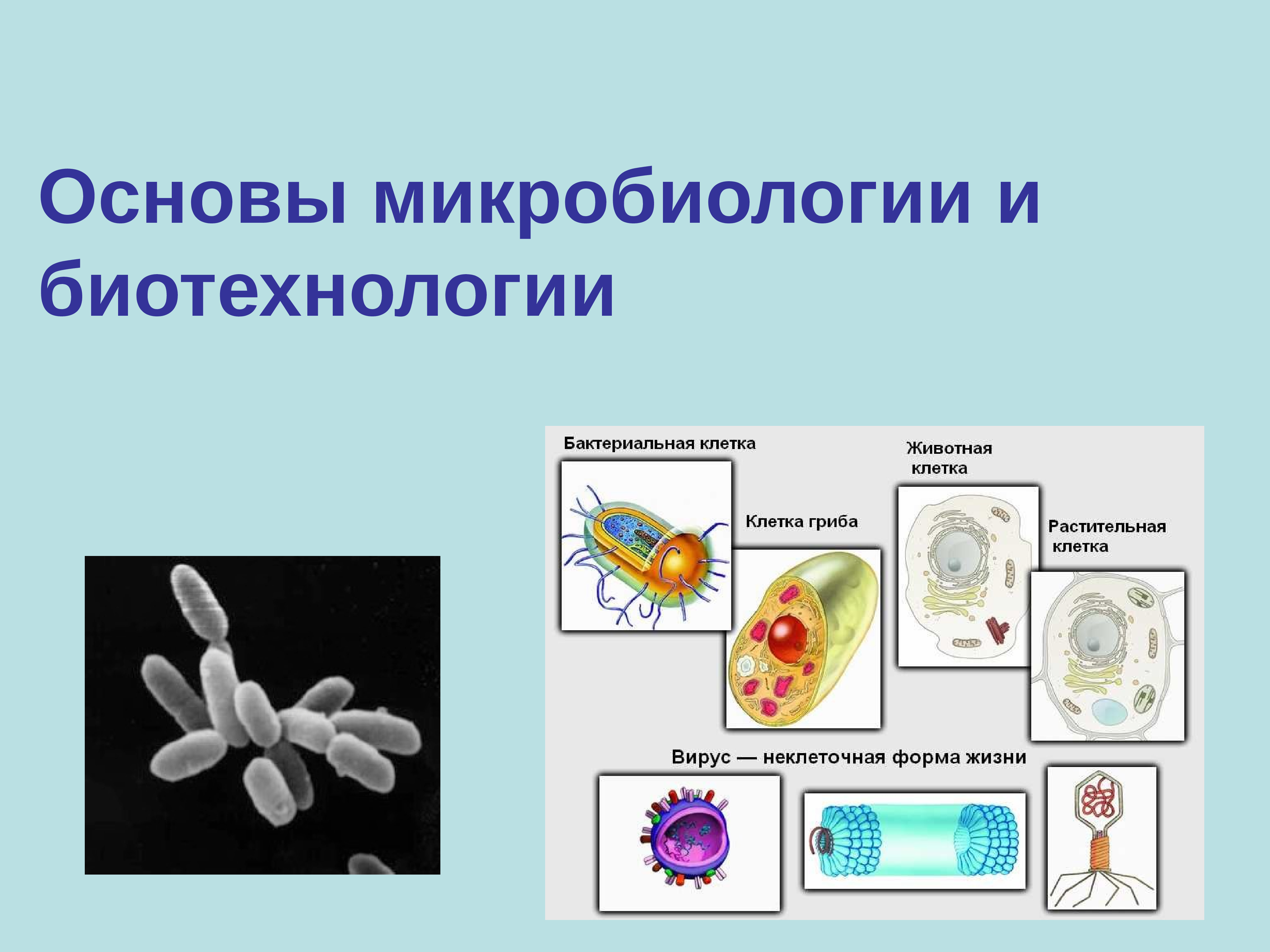 Основы биотехнологии микробиология