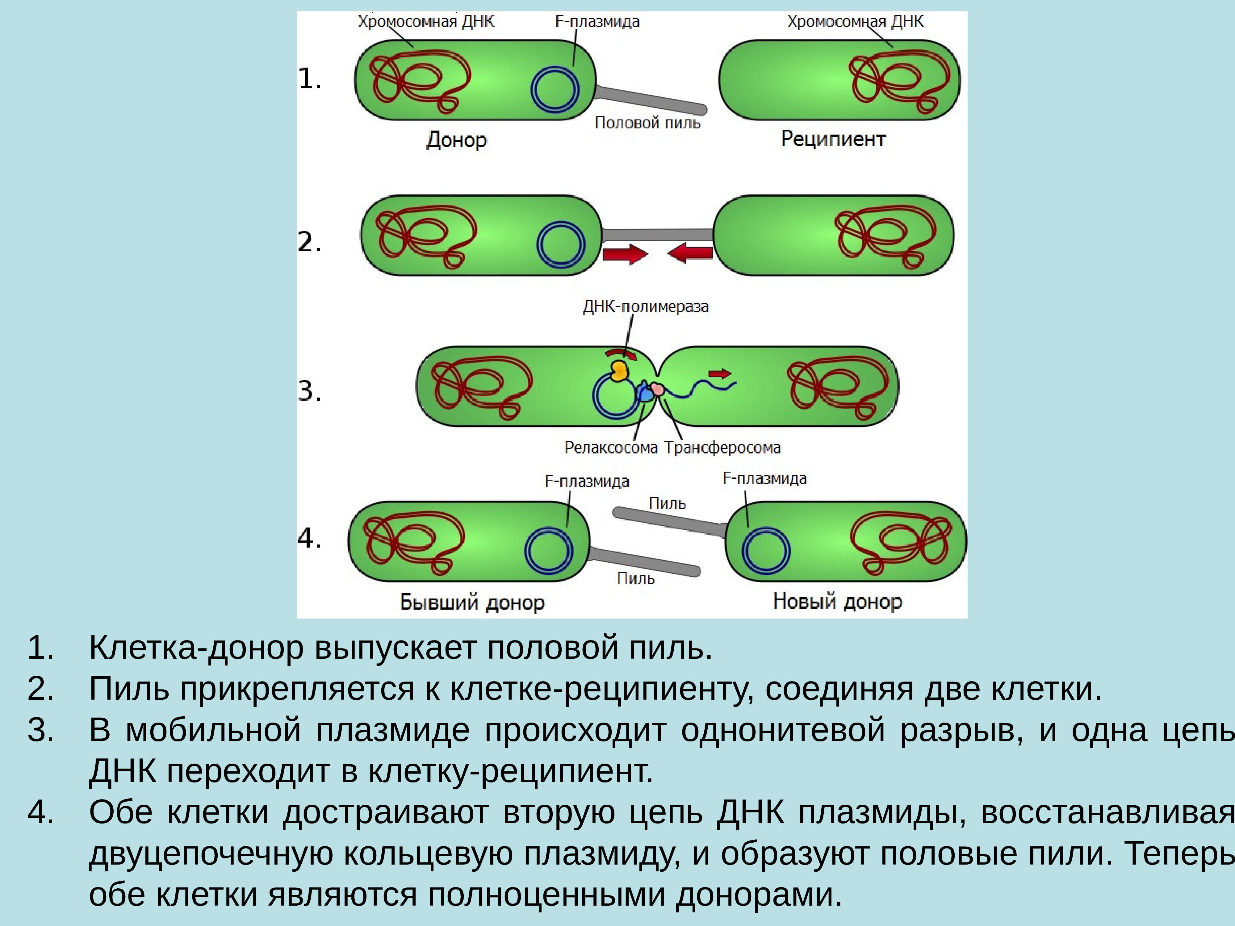 Конъюгация у бактерий схема