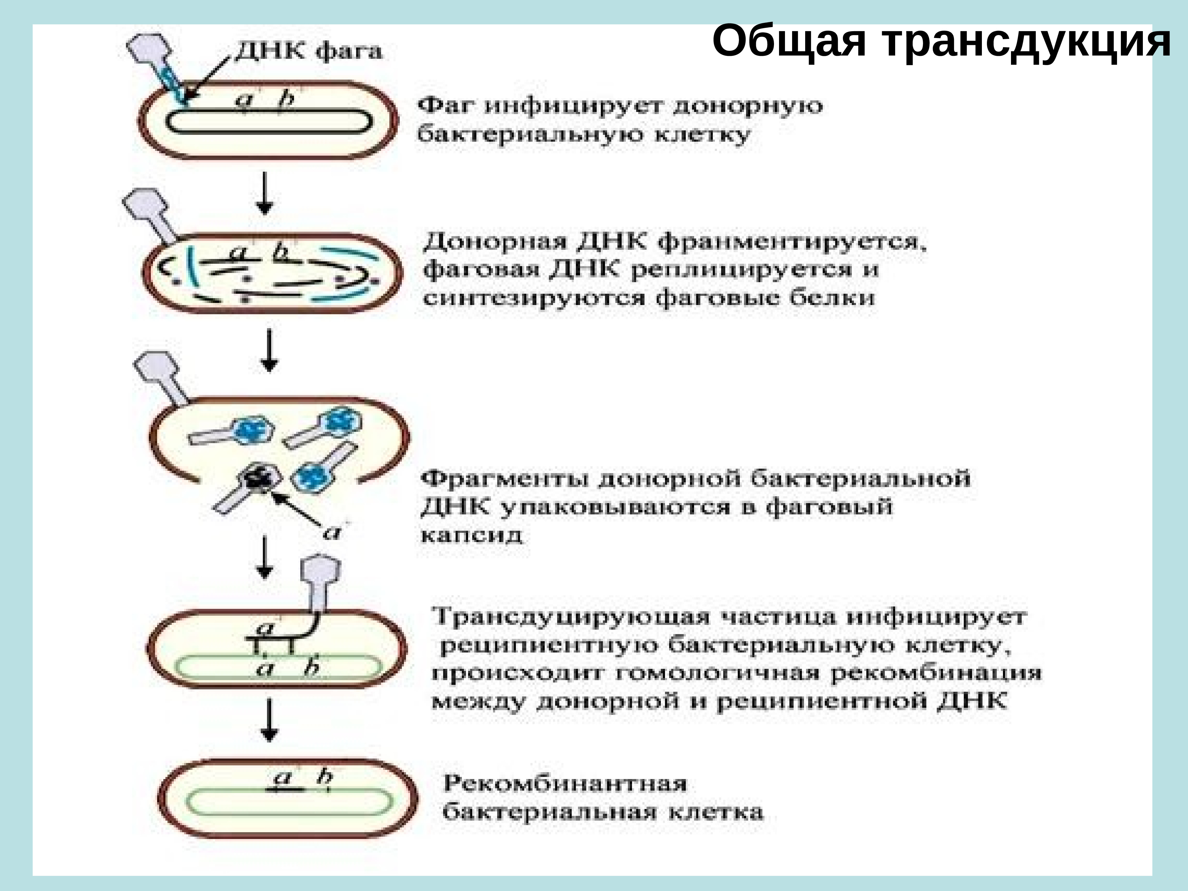 Механизм бактерий. Трансдукция бактериофагов. Специфическая трансдукция микробиология. Схема трансдукции у бактерий. Специфическая трансдукция у бактерий.