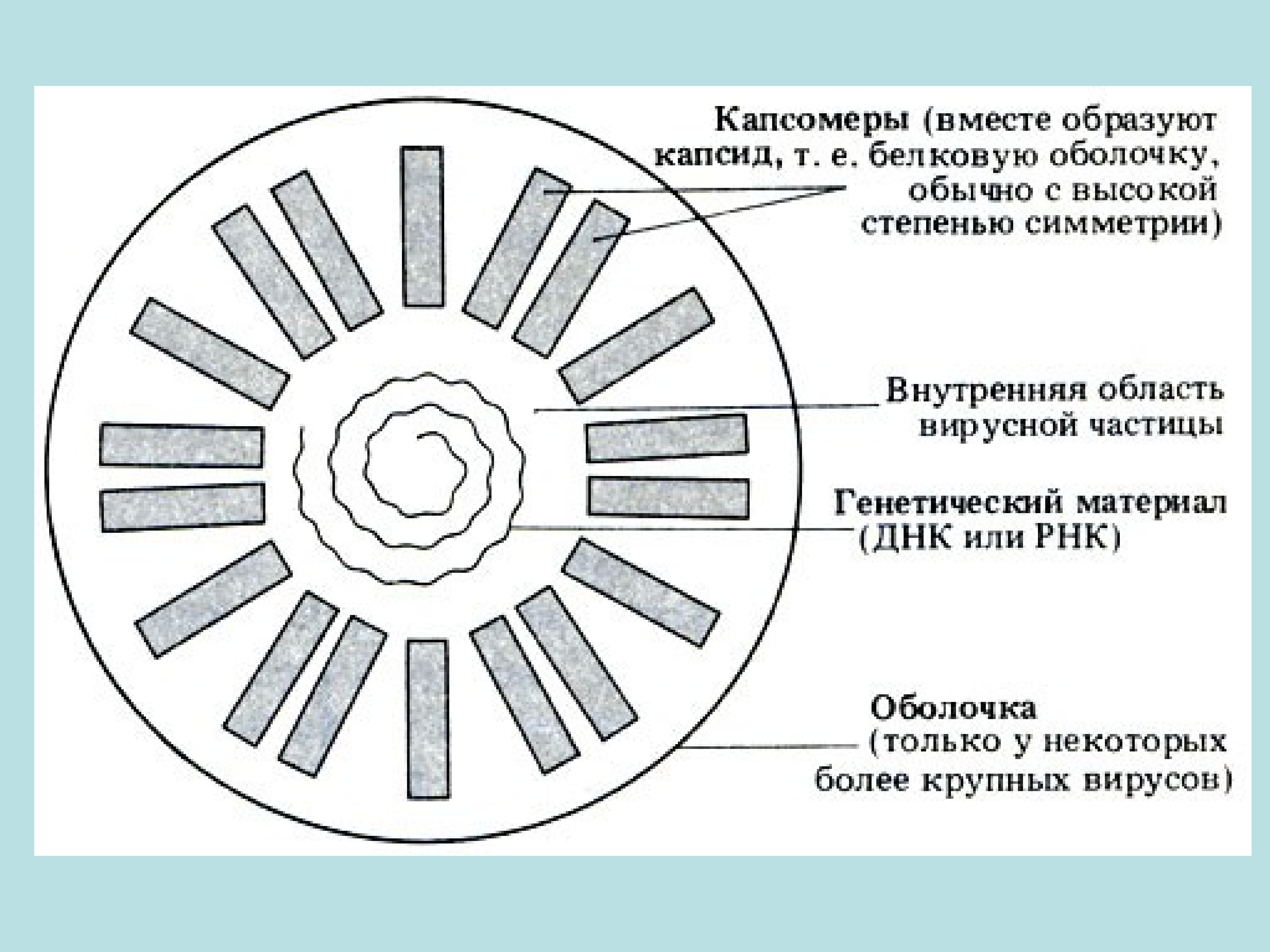 Схематическое изображение вируса в разрезе