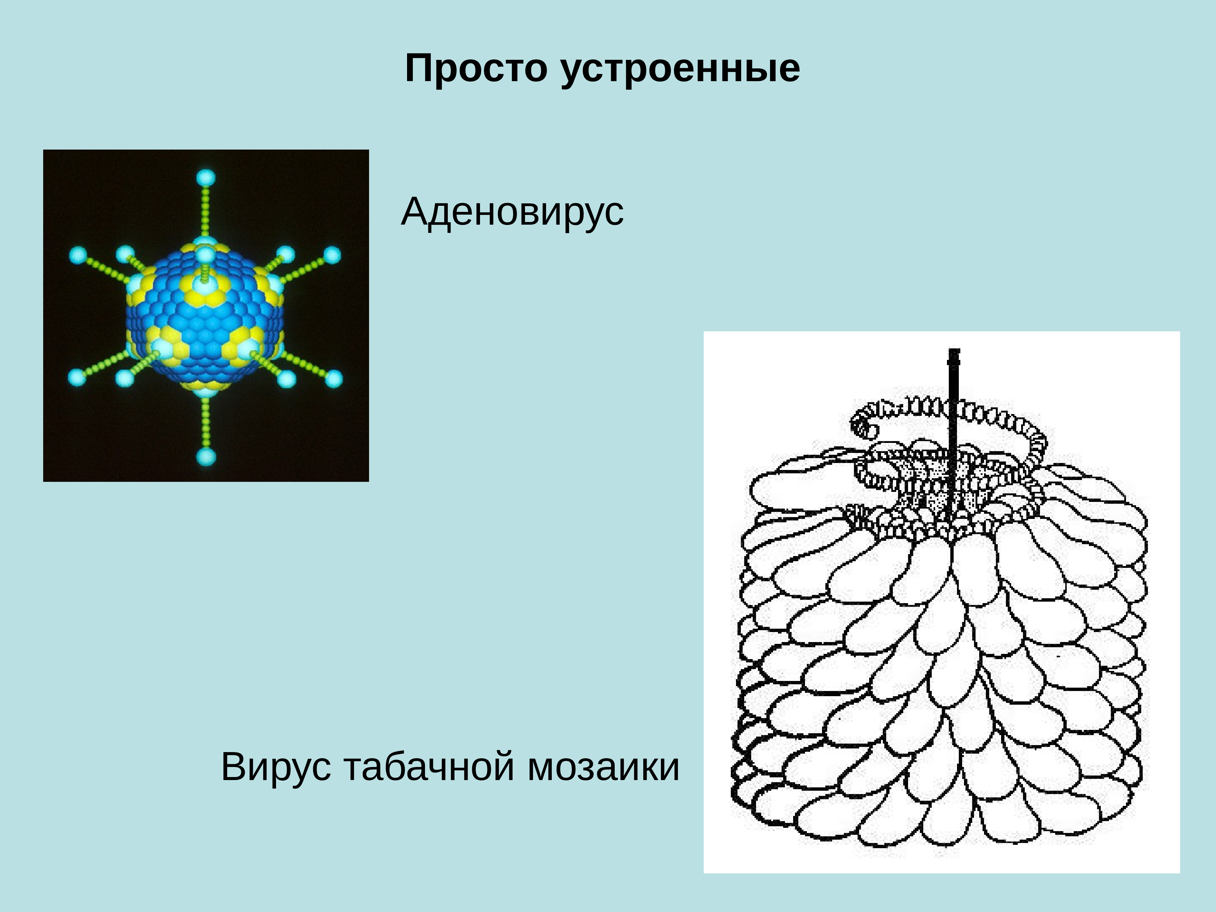 Просто устроенные. Вирус аденовирус микробиология. Вирус табачной мозаики микробиология. Аденовирус строение. Аденовирусы микробиология.