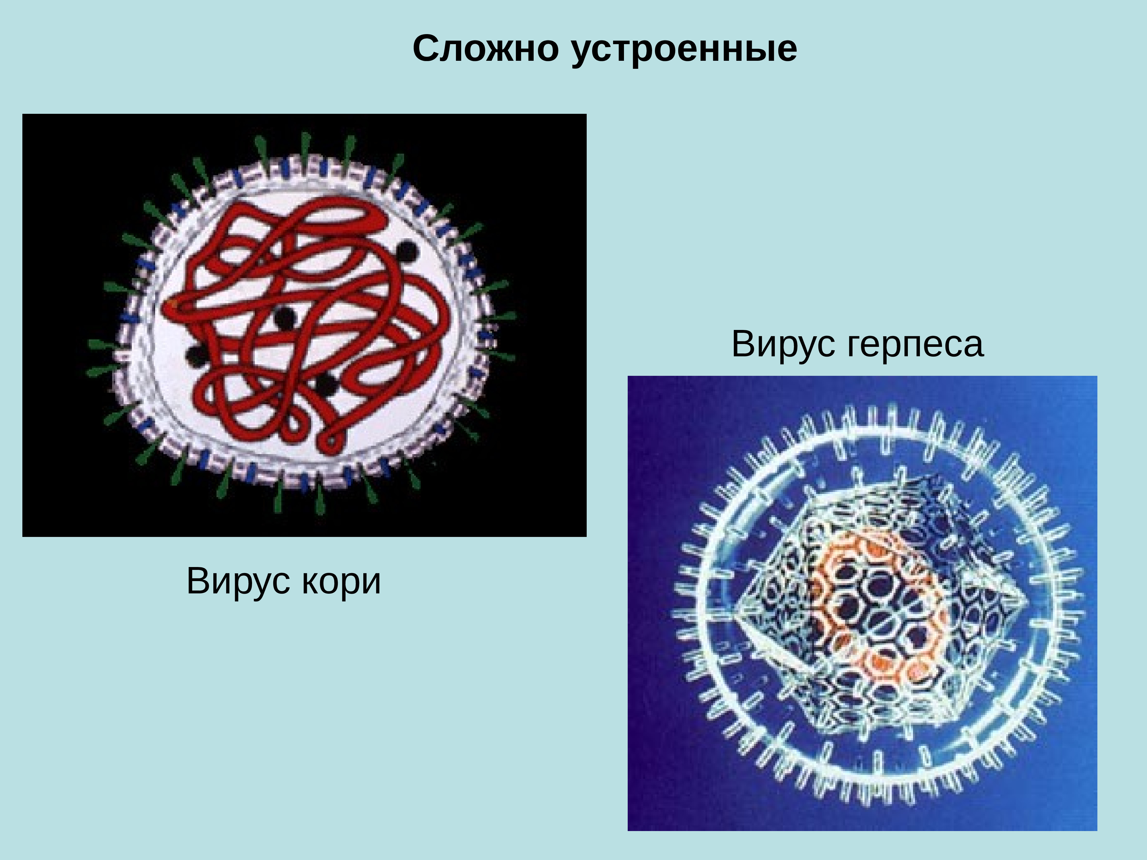 Вирус кори рисунок