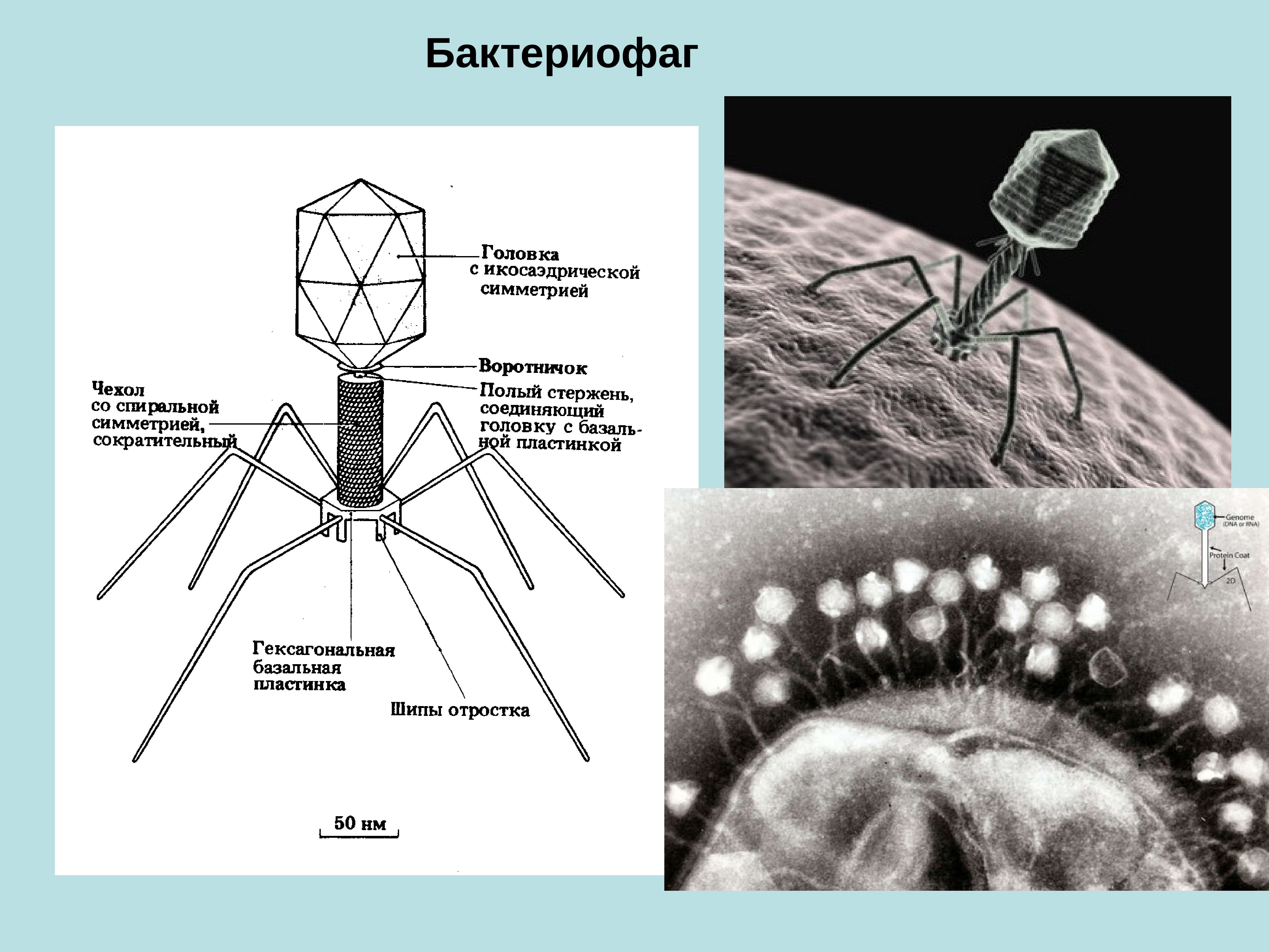 Наследственный аппарат бактериофага. Капсид бактериофага. Строение бактериофага микробиология. Бактериофаги Myoviridae. Строение фага микробиология.