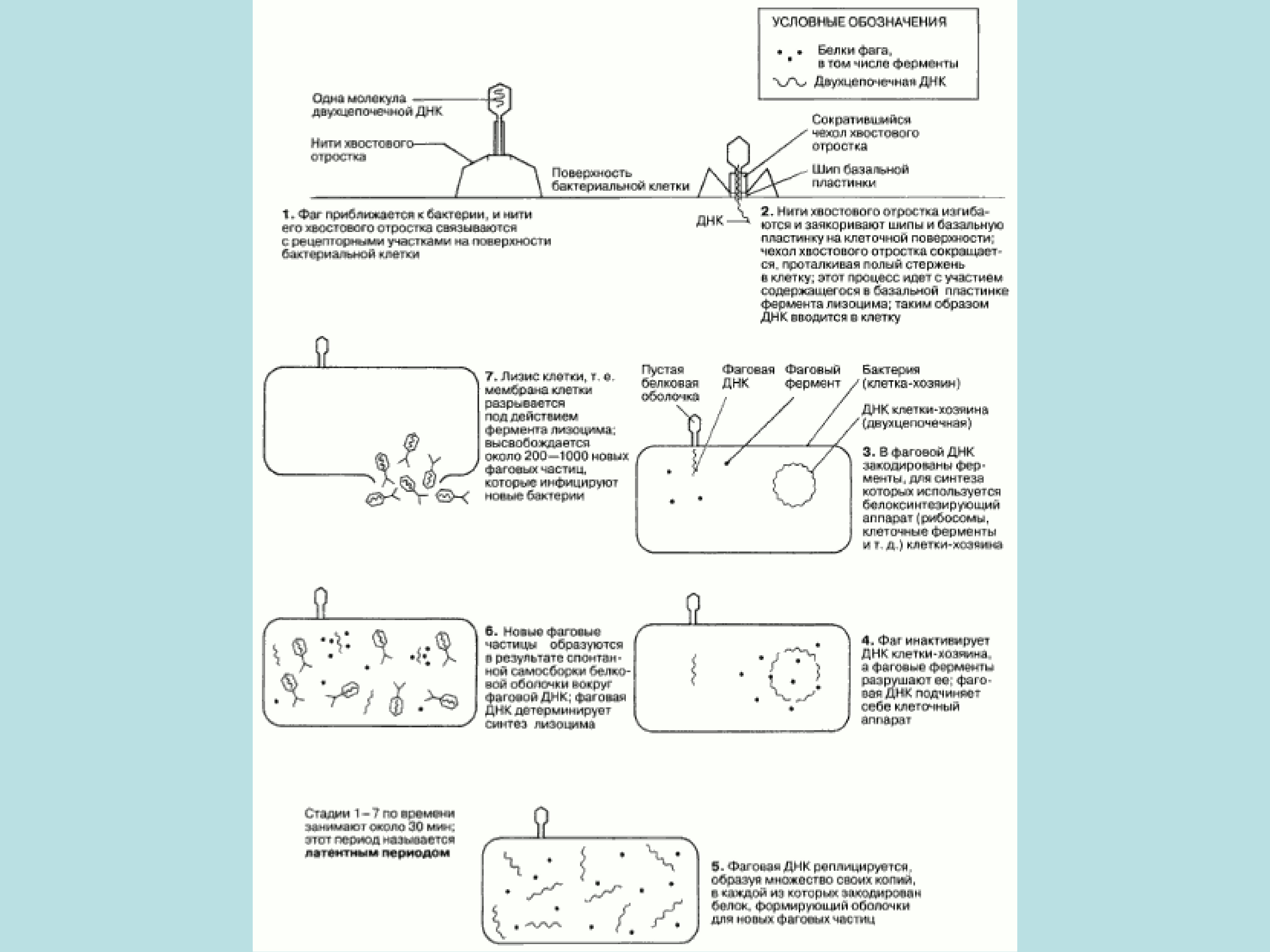 Охарактеризуйте жизненный цикл бактериофага. Жизненный цикл бактериофага схема. Схема цикла развития вирулентного бактериофага. Стадии жизненного цикла бактериофага. Цикл развития бактериофага схема.