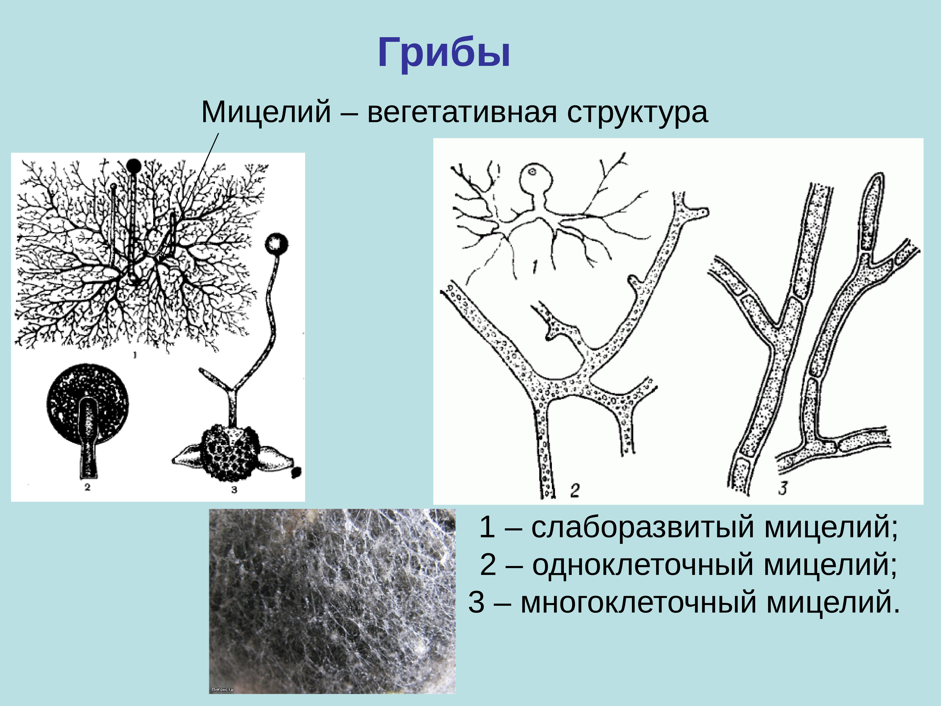 Мицелий грибов представлен одноклеточными. Мицелий грибов микробиология. Мицелий это микробиология. Грибы микроорганизмы строение. Мицелий плесневых грибов микробиология.