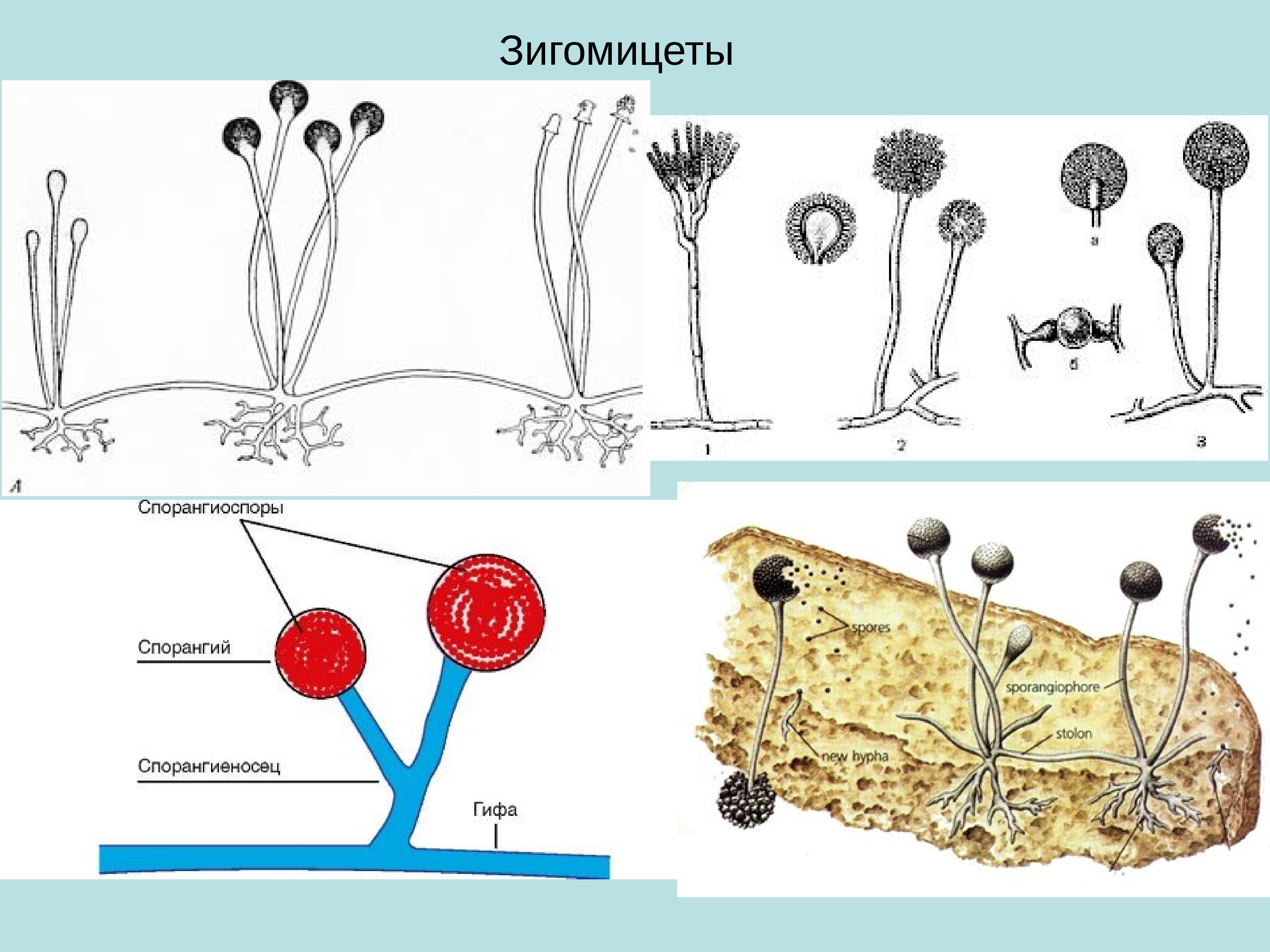 На рисунке изображен мукор