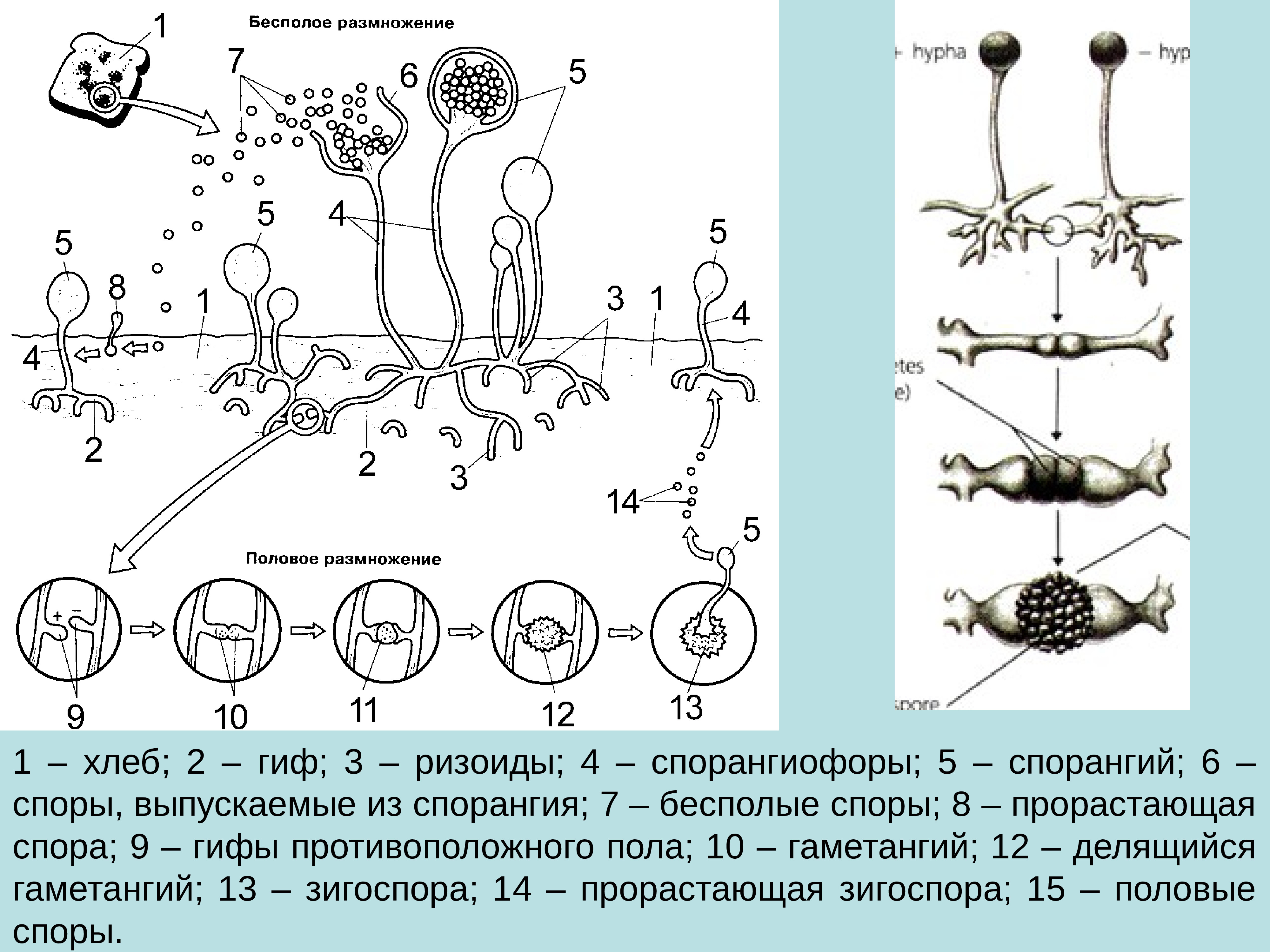 Спорангиофоры