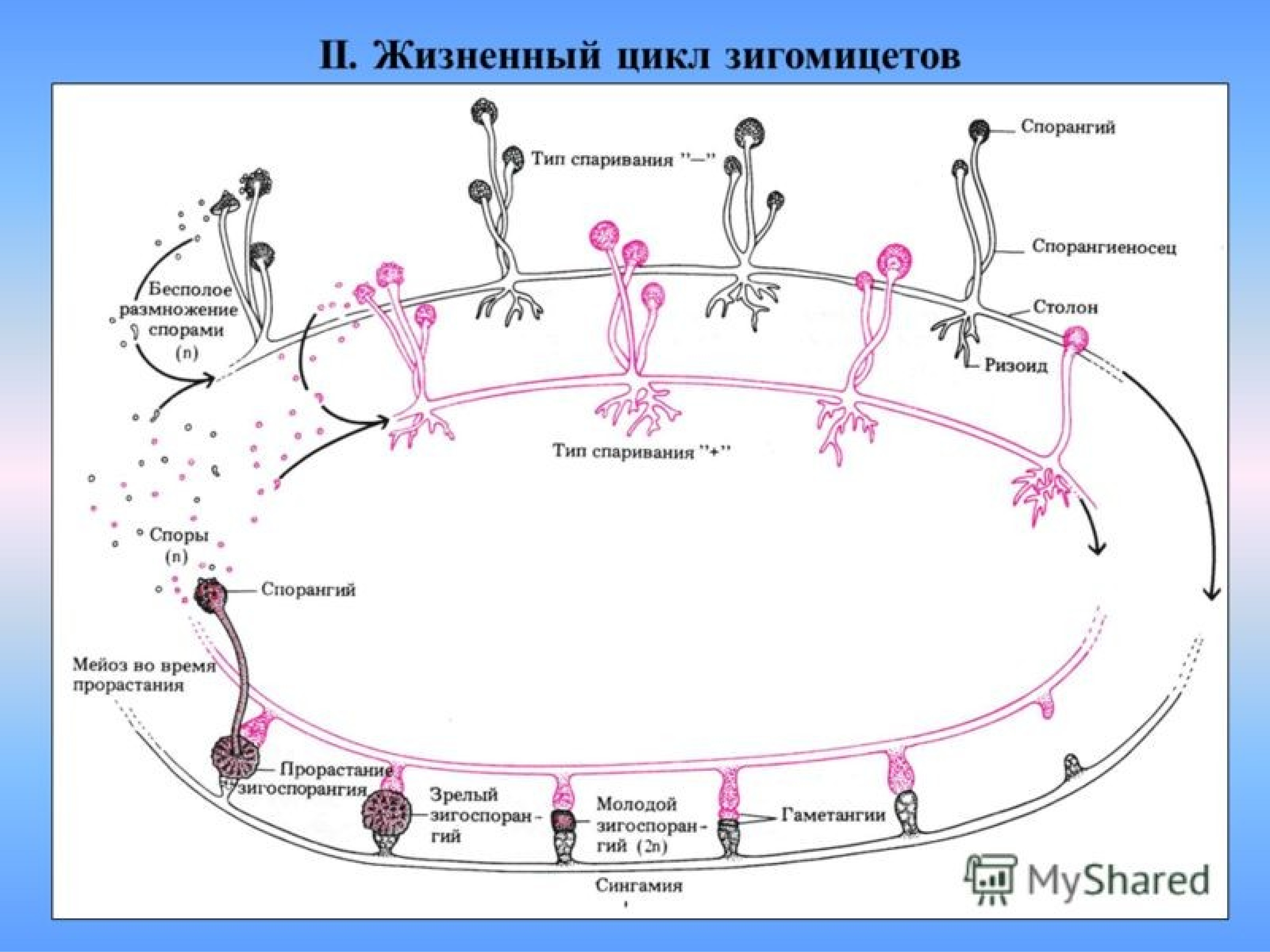 2 жизненный цикл. Зигомикота жизненный цикл. Зигомицеты жизненный цикл. Zygomycota жизненный цикл. Жизненный цикл гриба схема.