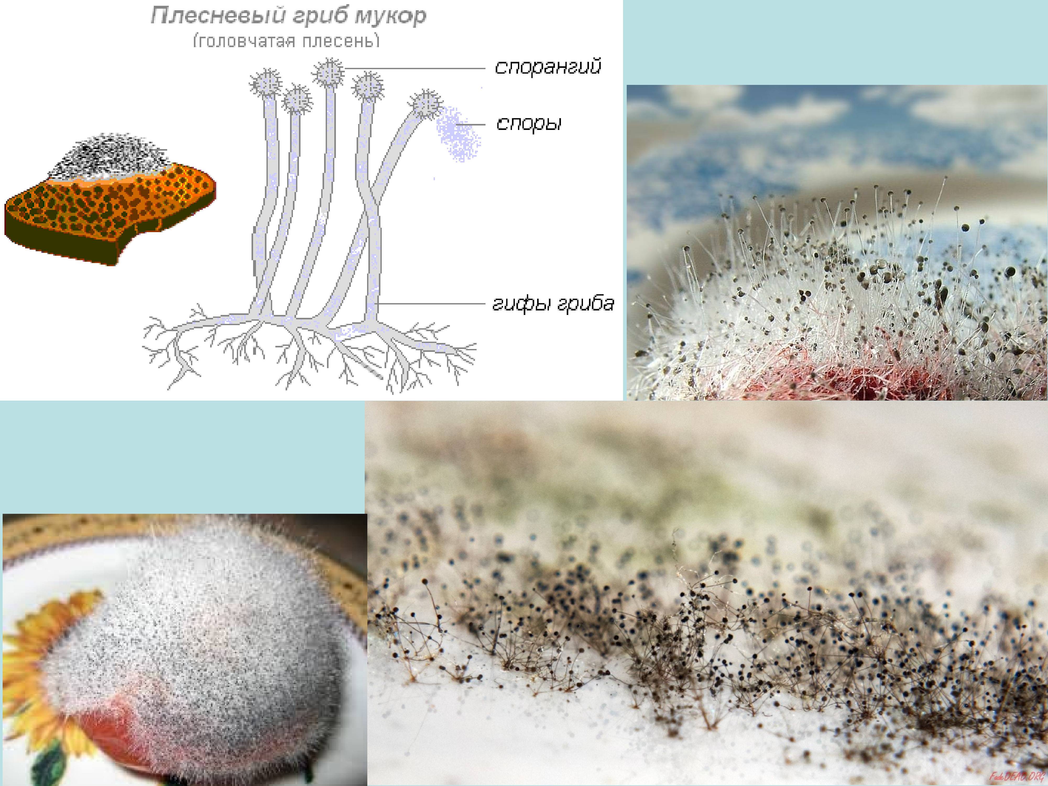 Определите на каком рисунке изображен плесневый гриб мукор