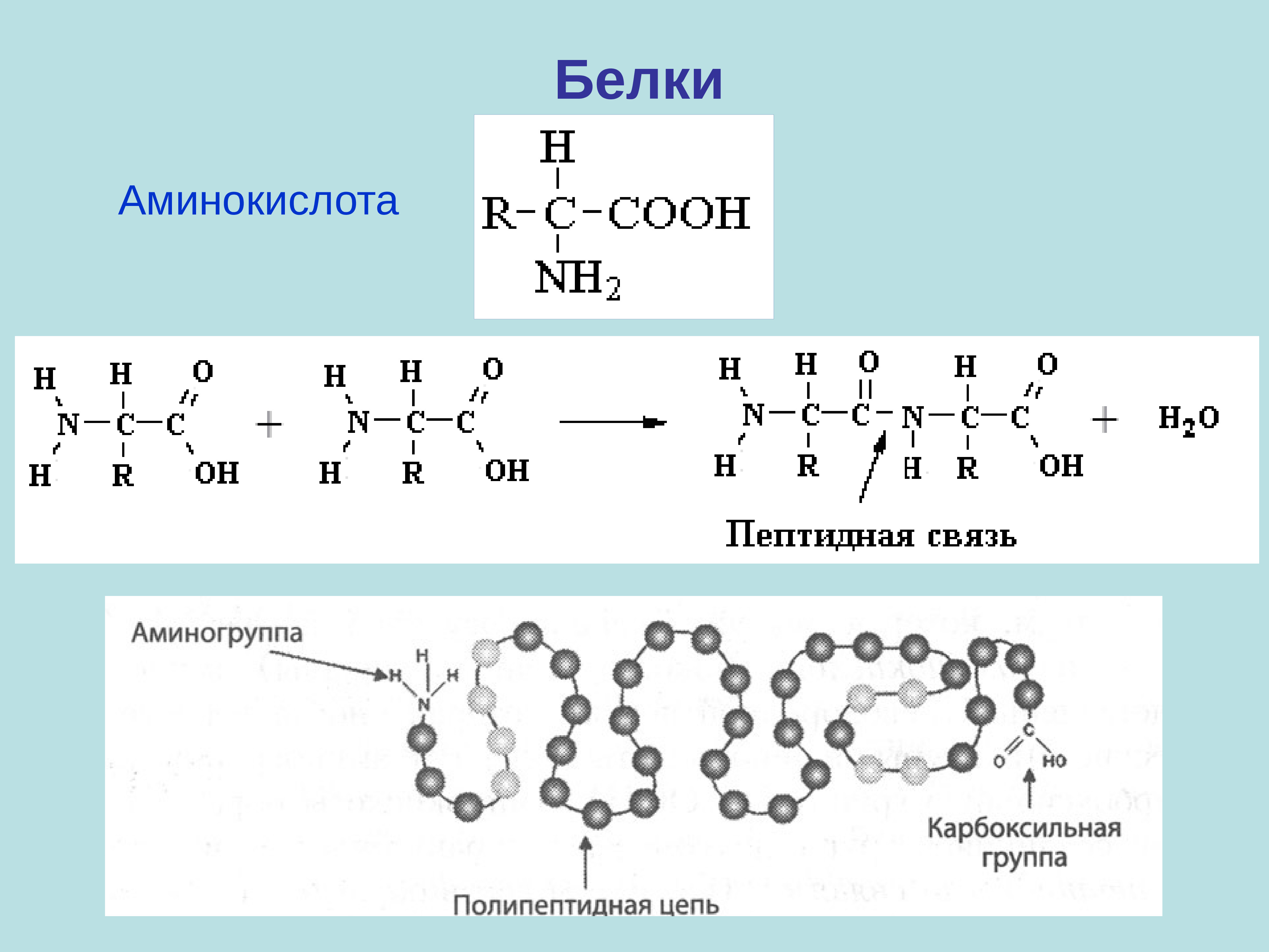 Аминокислоты в полипептиде соединены. Белки строение аминокислоты. Строение белков и аминокислот. Белок строение аминокислоты. Аминокислоты и белки схема.