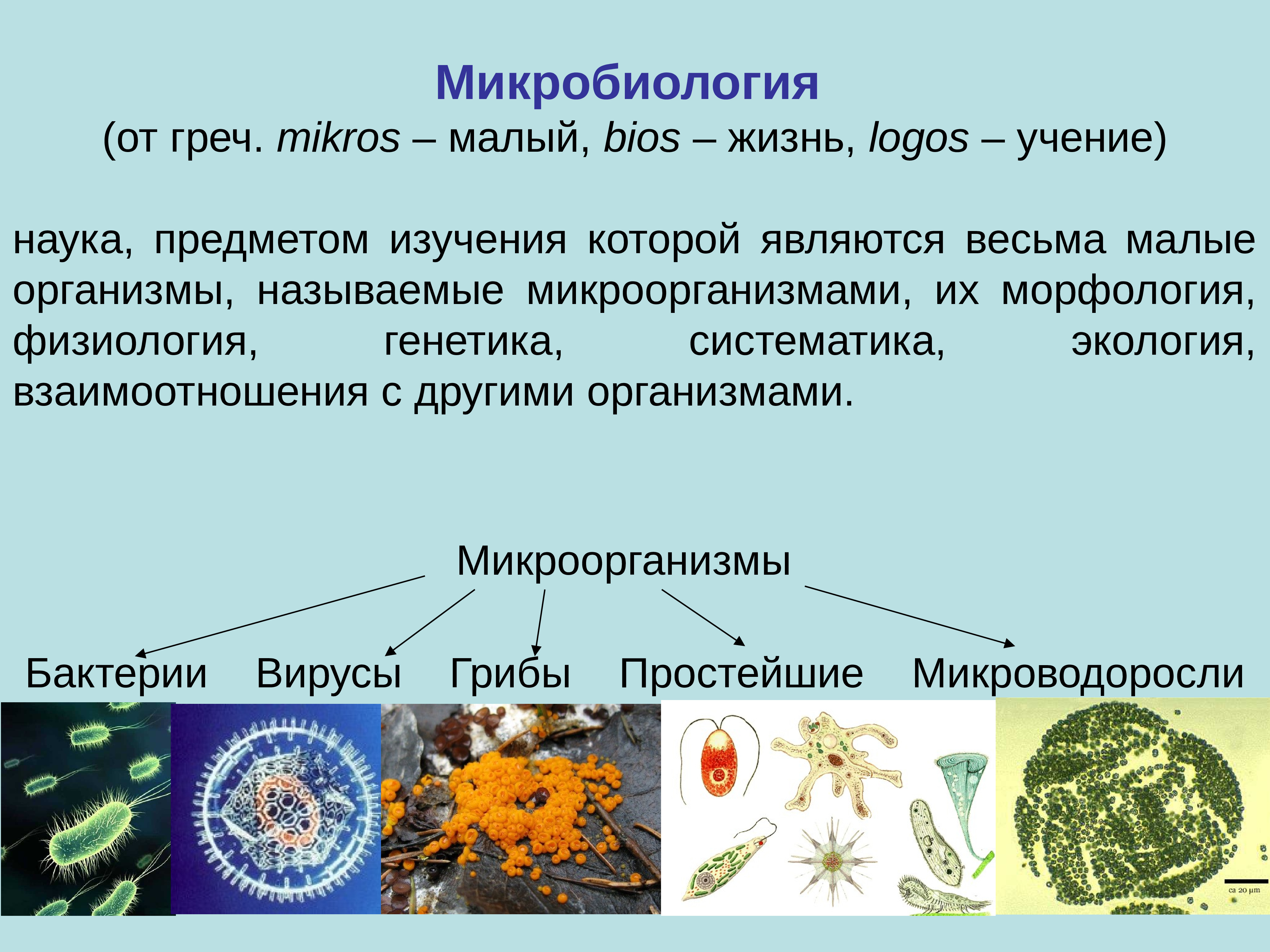 Бактерии вирусы грибы биология. Презентация по микробиологии. Микробиология презентация. Классификация бактерий микробиология. Микробиология это наука изучающая.