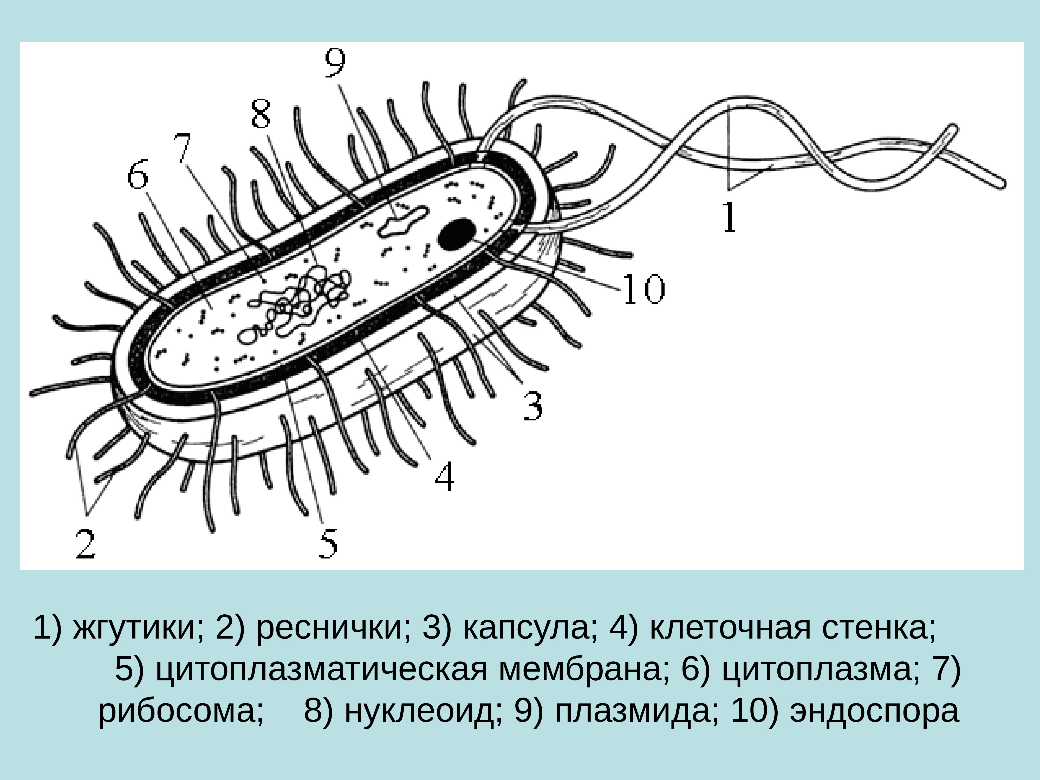 Схема прокариотической клетки