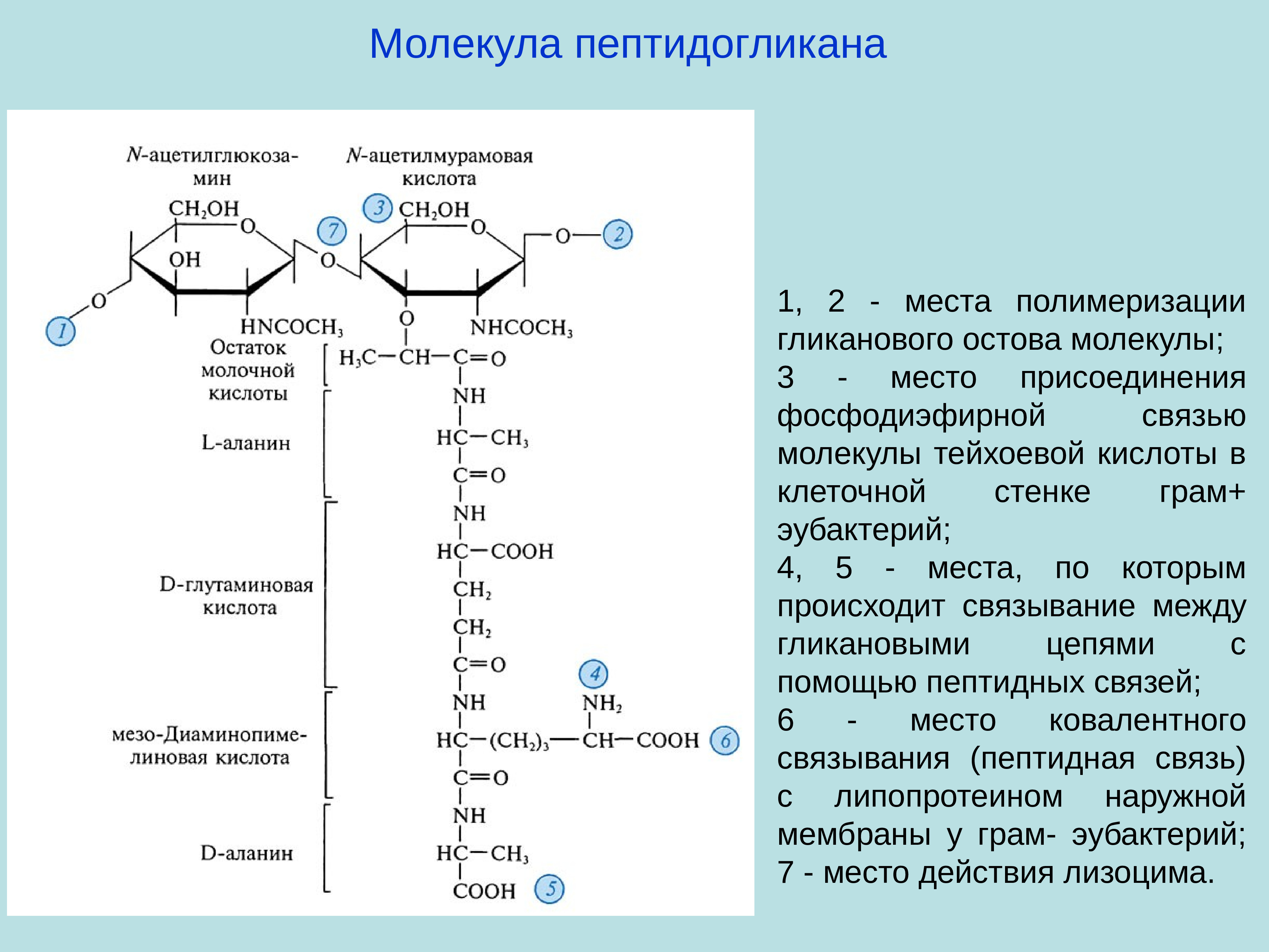 Пептидогликан бактерий. Муреин мономер. Структура пептидогликана микробиология. Пептидогликан клеточной стенки. Структура муреина.
