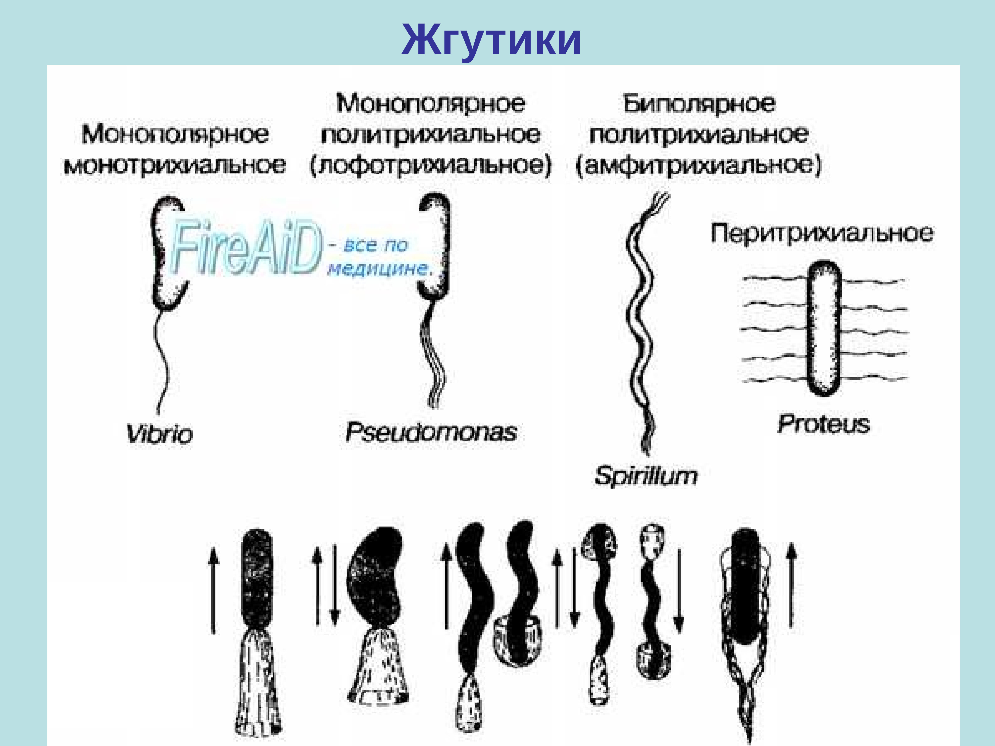 Жгутики. Жгутики микроорганизмов перитрихи. Расположение жгутиков монотрихи. Жгутики бактерий классификация бактерий. Строение жгутиков бактерий микробиология.