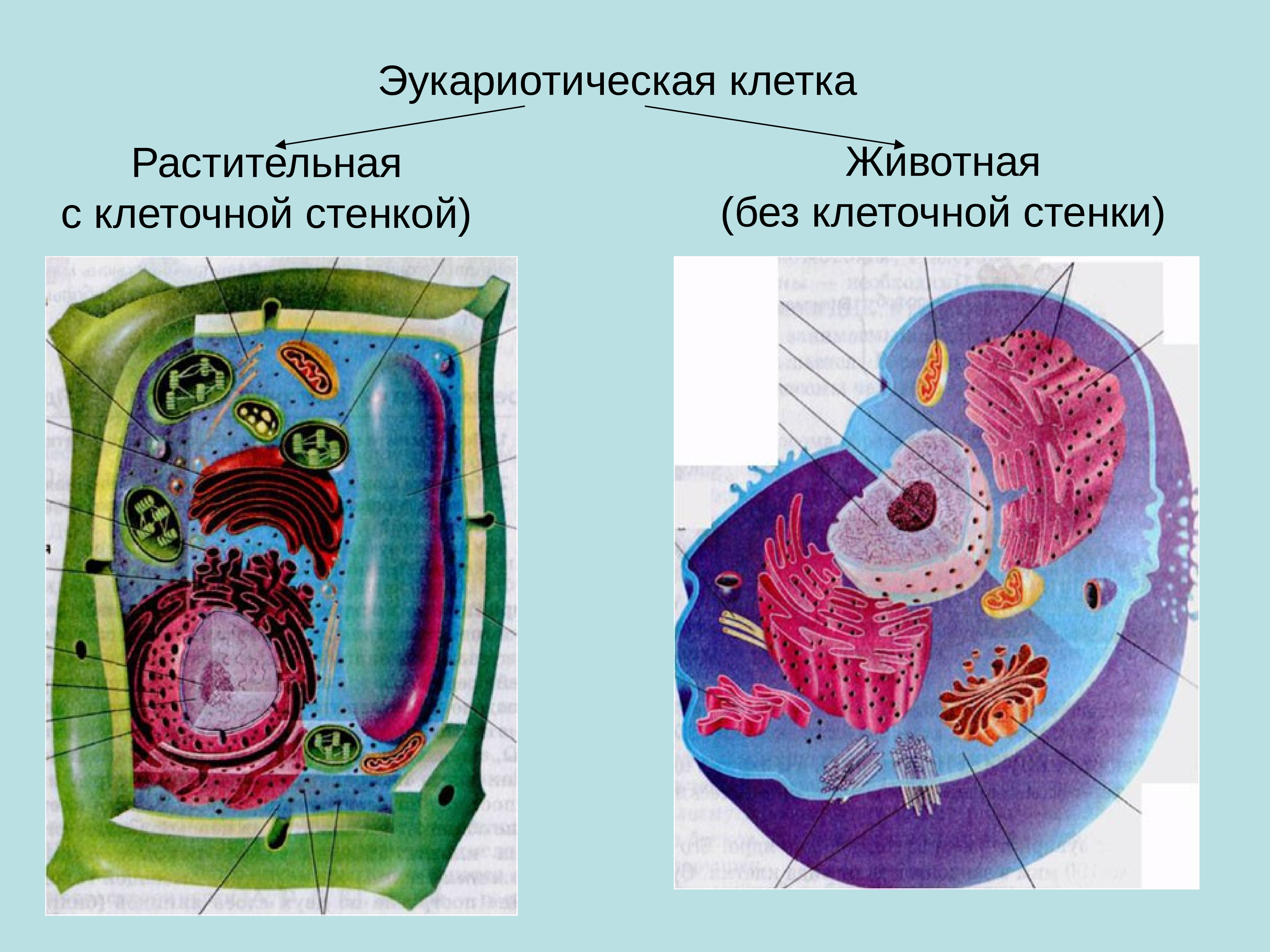 Схема строения эукариотической клетки растительной и животной