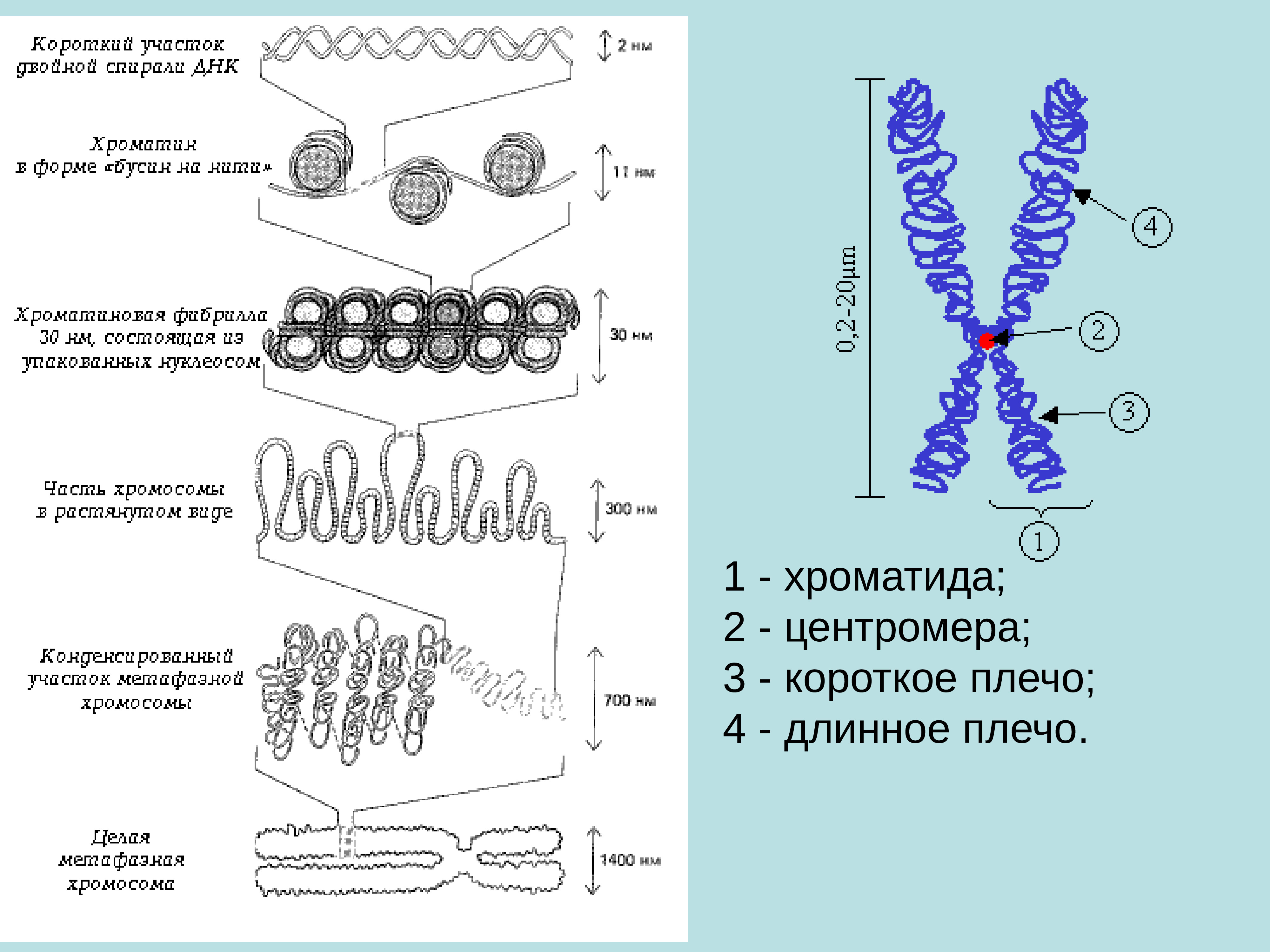 Сколько нитей в днк