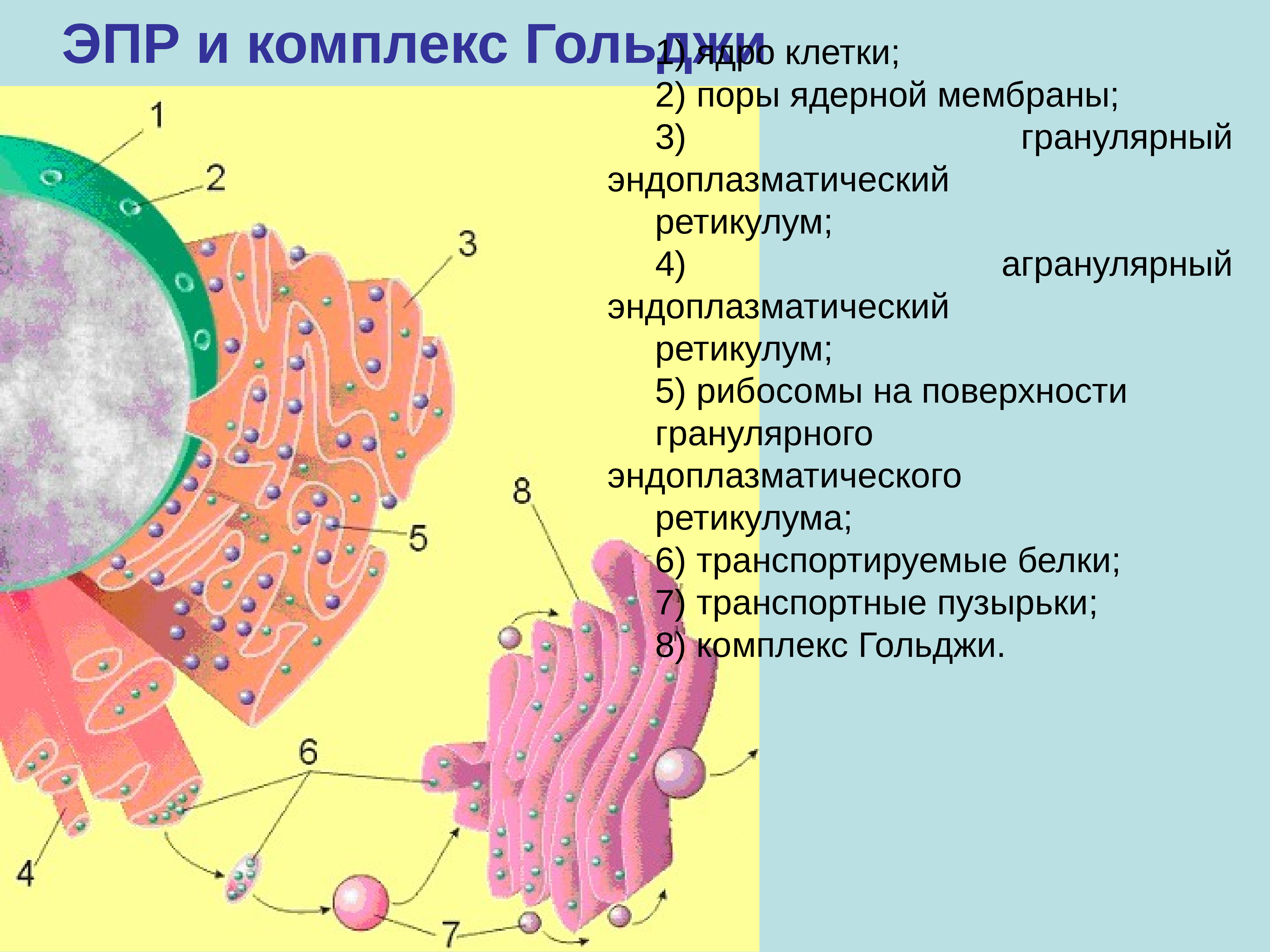 ЭПР И комплекс Гольджи