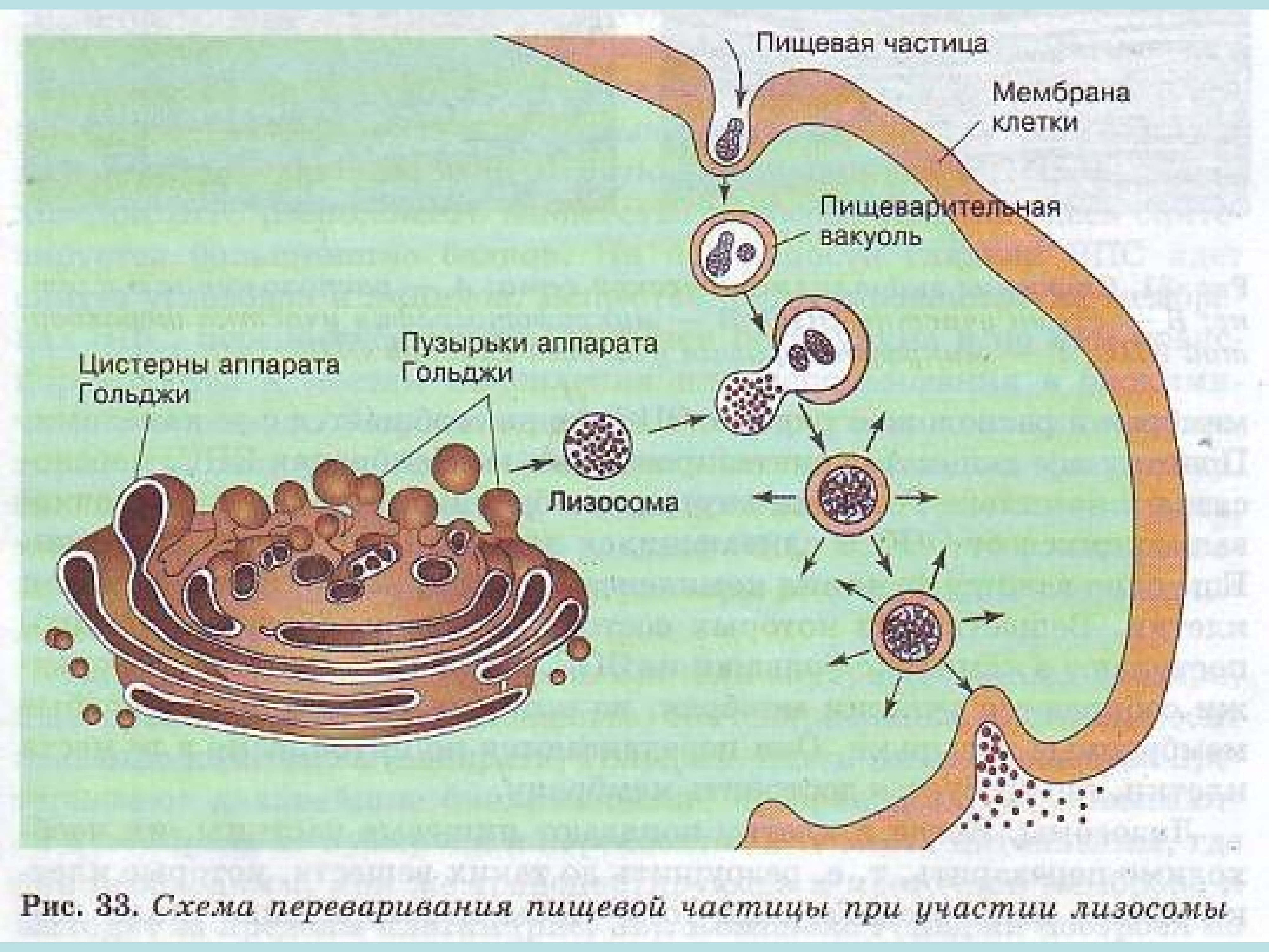 Пищеварительный органоид клетки. Комплекс Гольджи и лизосомы. Аппарат Гольджи внутриклеточное пищеварение. Аппарат Гольджи Синтез лизосом. Схема расположения и строения аппарата Гольджи.