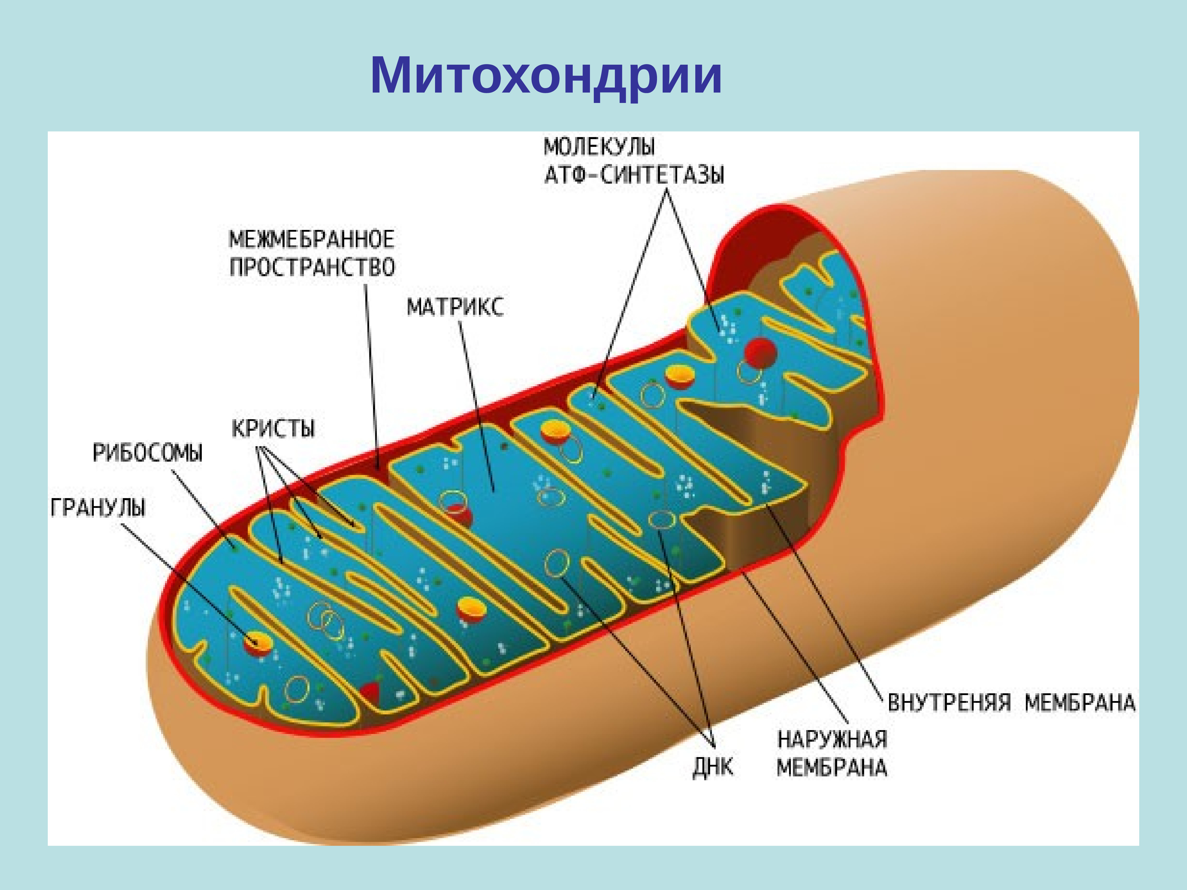 Матрикс биология. Строение митохондрии эукариотической клетки. Строение митохондрии клетки. Строение мембраны митохондрии. Строение матрикса митохондрий.