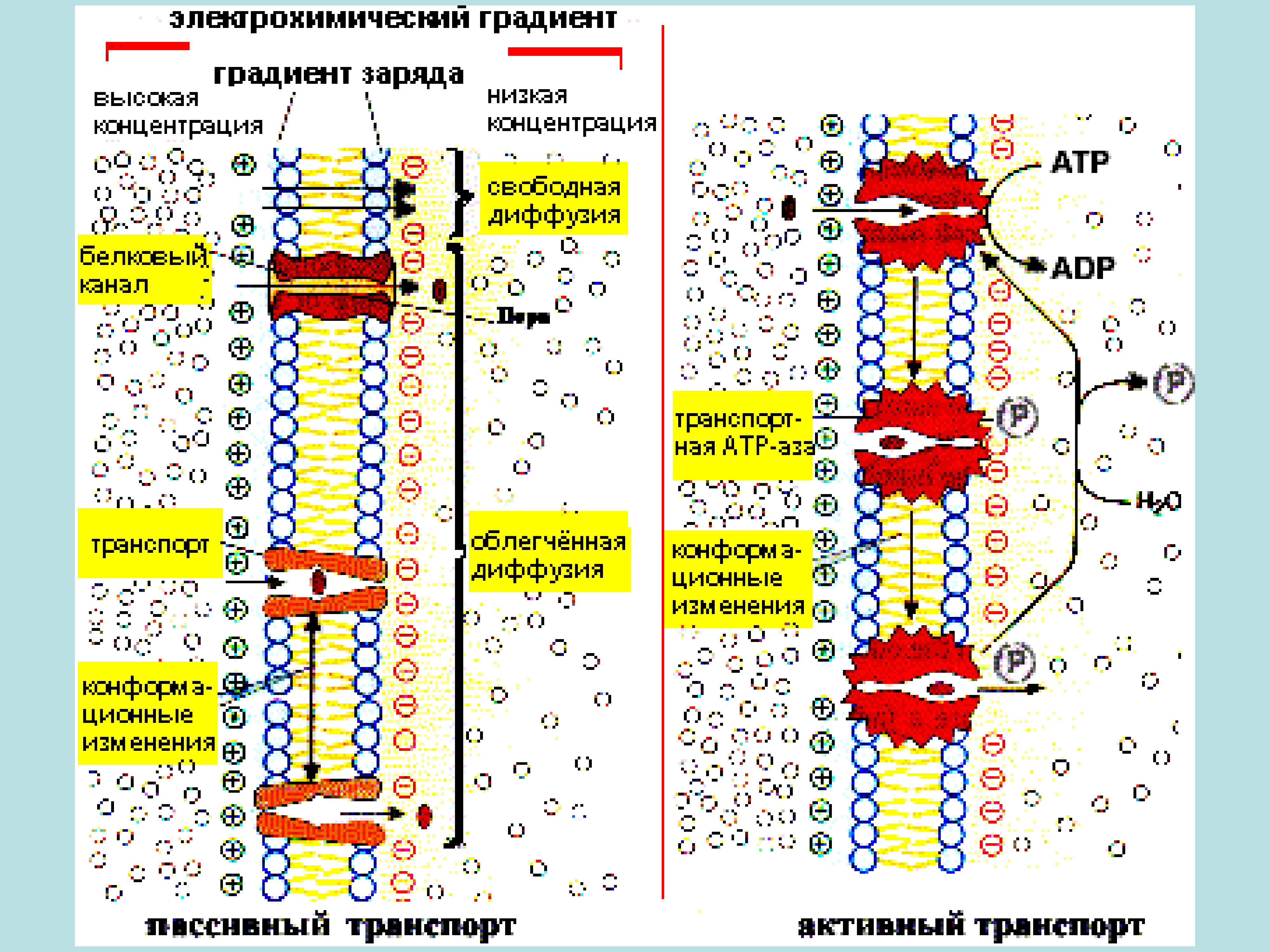Активный транспорт насосы. Облегченная диффузия по градиенту концентрации. Диффузия по градиенту концентрации. Пассивный транспорт по градиенту концентрации. Транспорт веществ по градиенту концентрации.