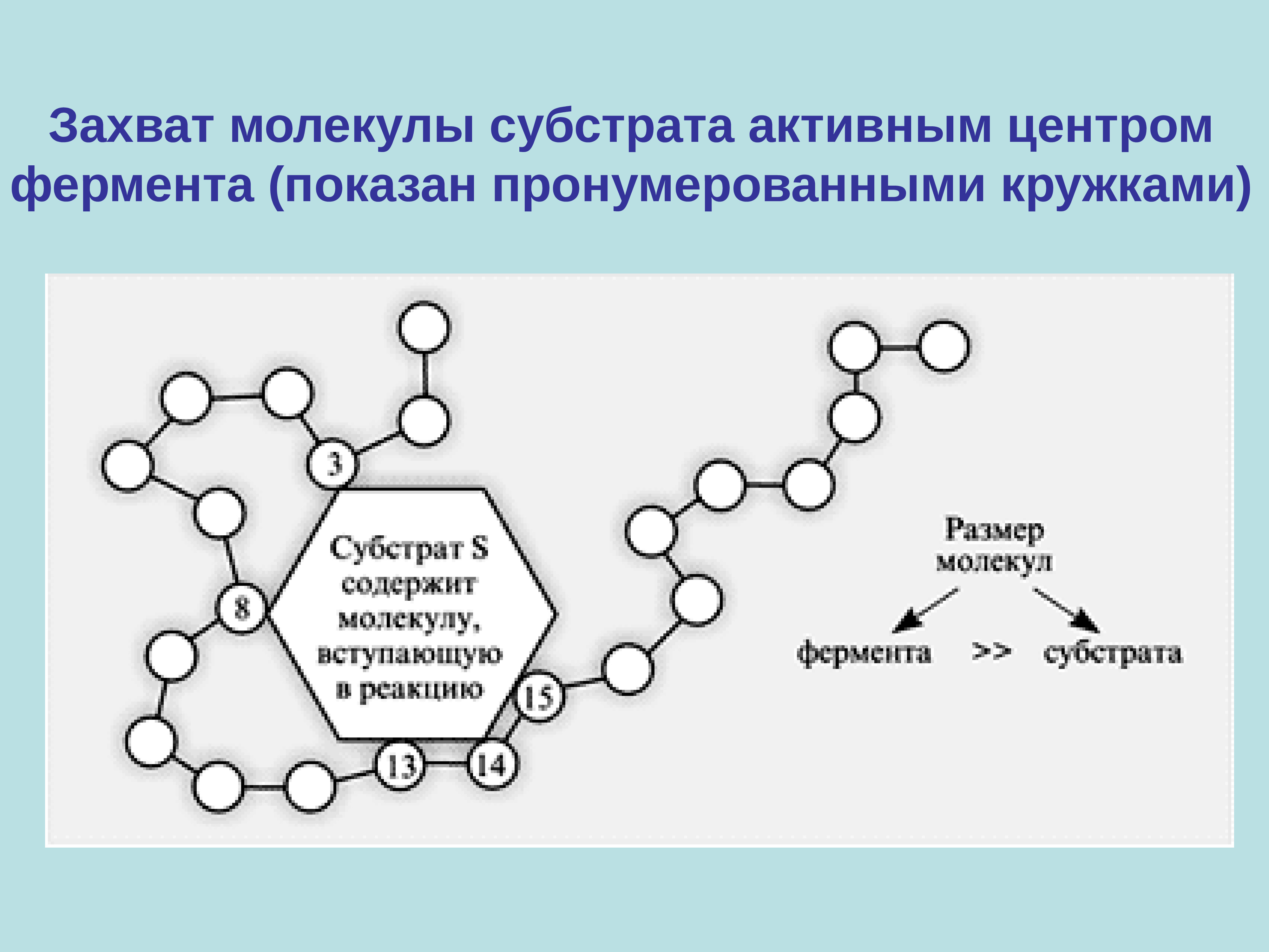 Биотехнология ферментов презентация