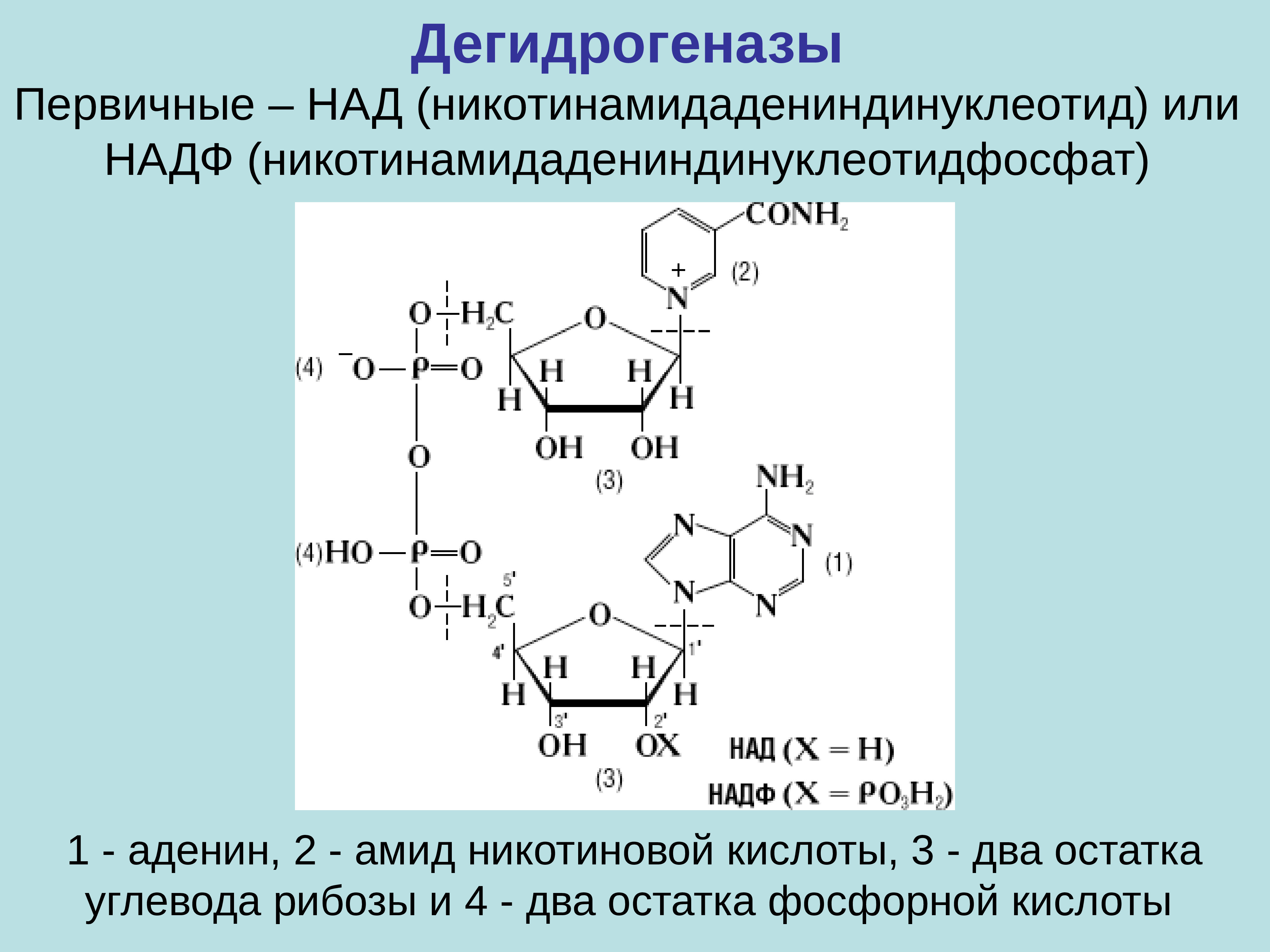 Над это. Над-зависимые дегидрогеназы биохимия. Пиридинзависимые дегидрогеназы. Nad зависимые дегидрогеназы. Пиридинзависимые дегидрогеназы биохимия.